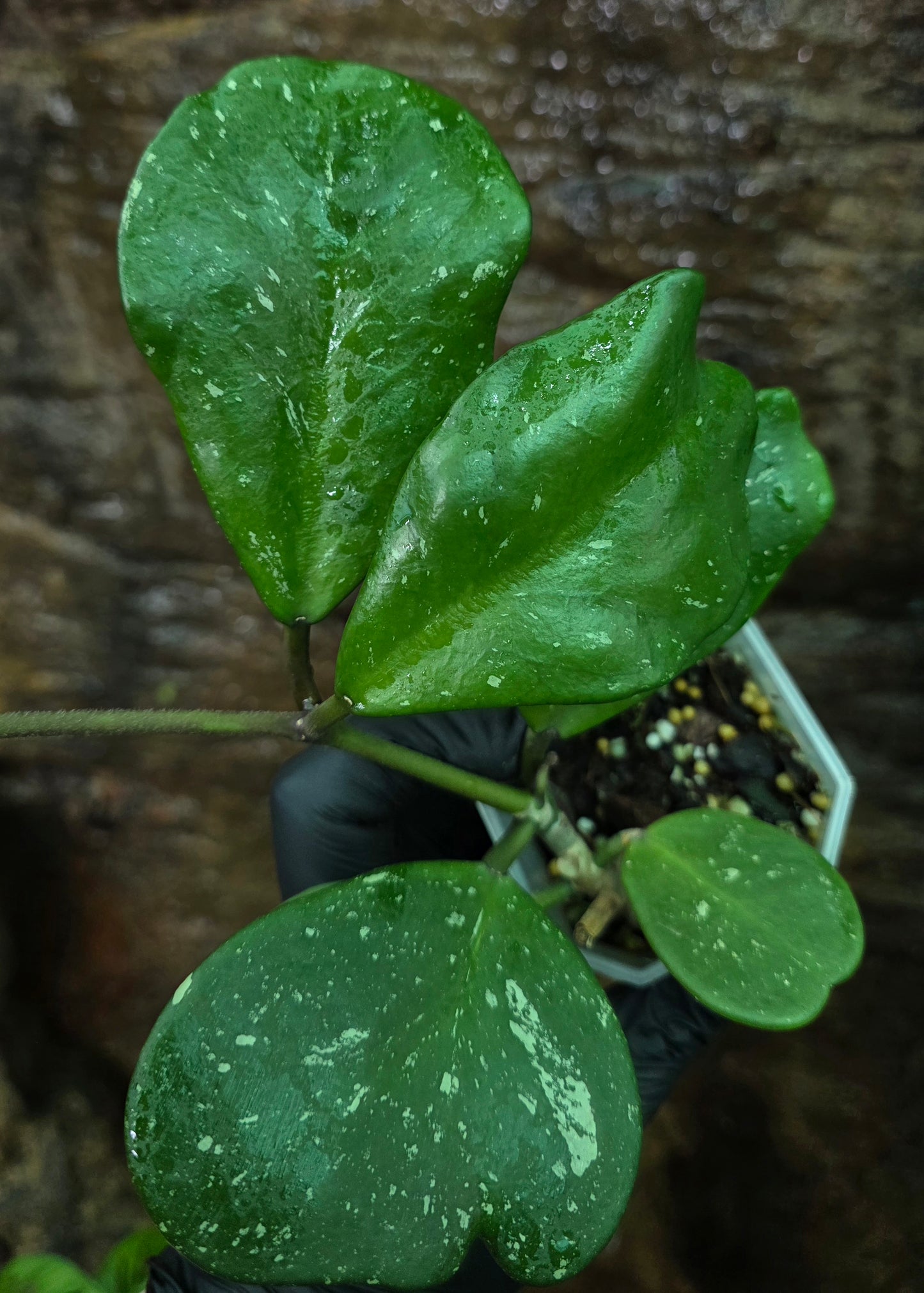 Hoya Obovata Splash
