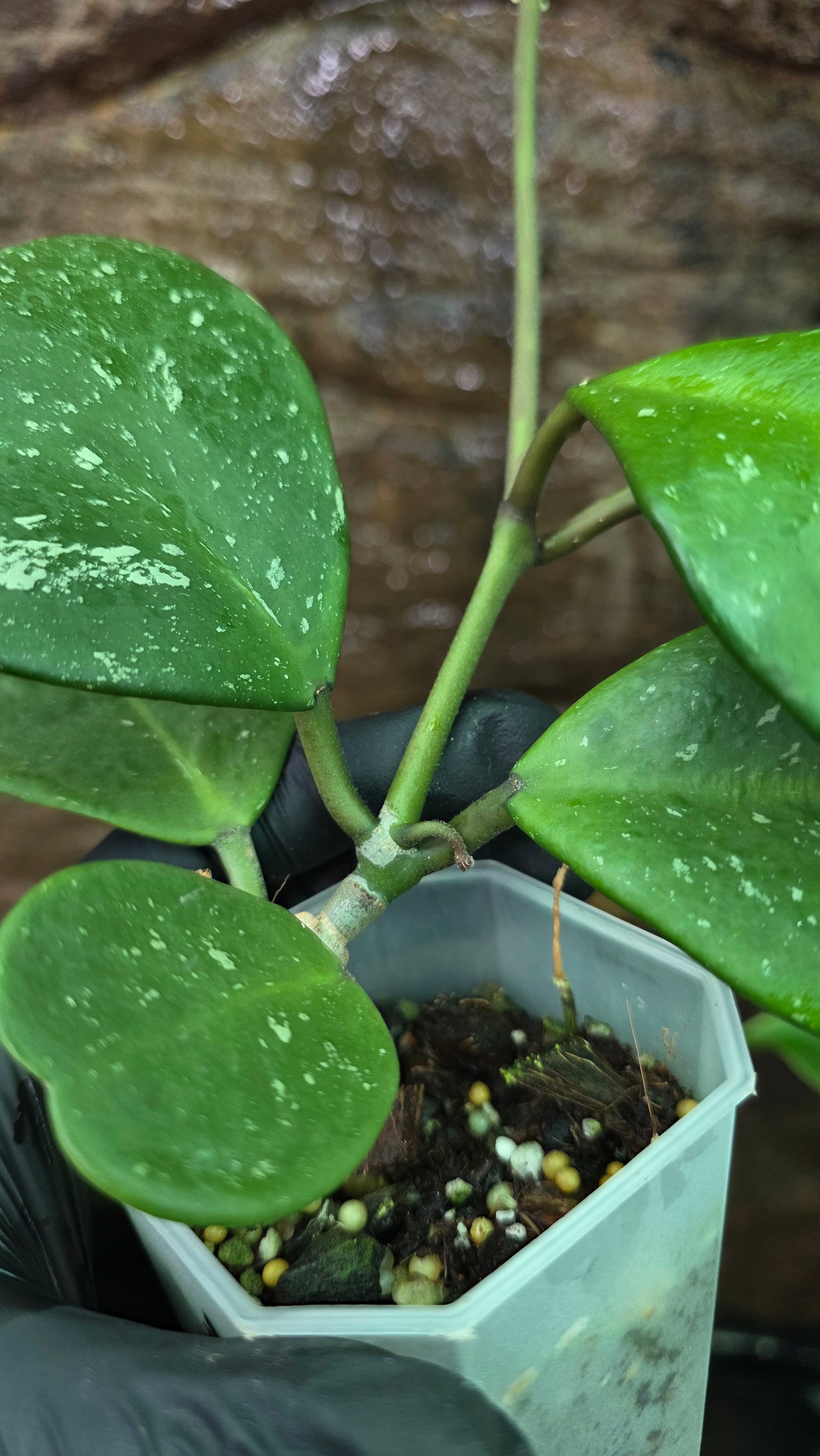 Hoya Obovata Splash