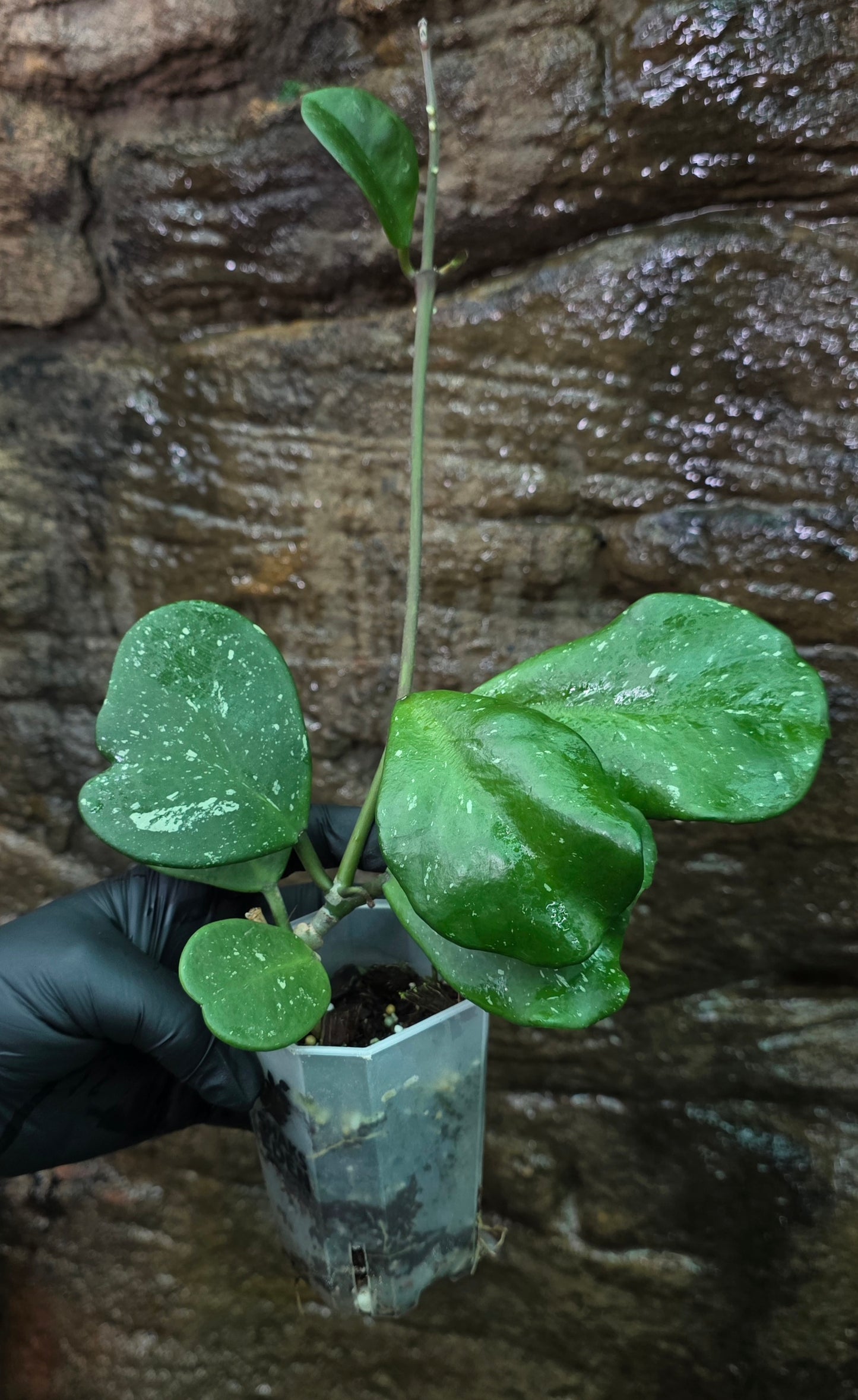 Hoya Obovata Splash