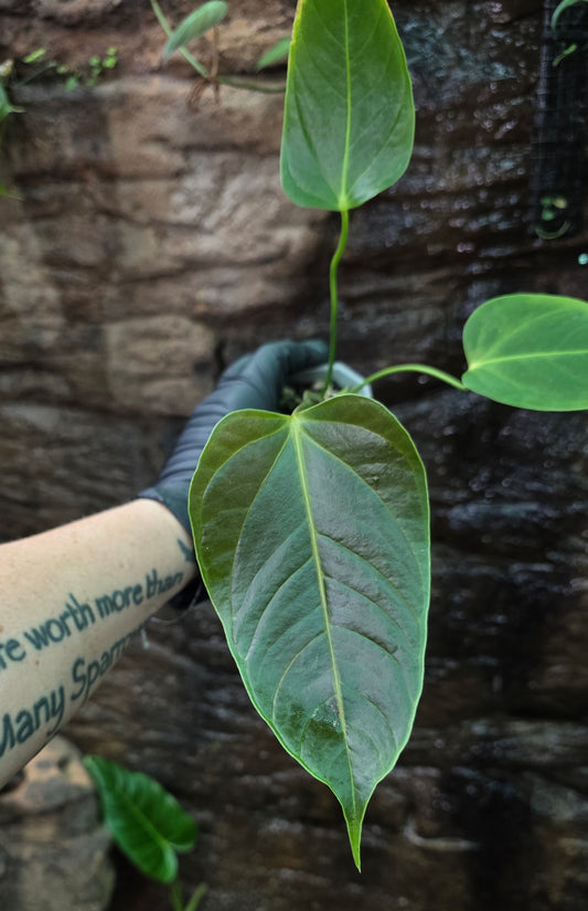 Anthurium Bosworth Beauty x Veitchii seedling batch i.d " Rasin Ripple "