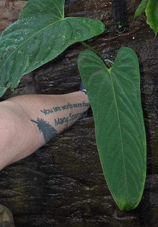 Anthurium Midnight Velvet x Panamense 🔥🔥 " Panama Nights " 🐌🐌