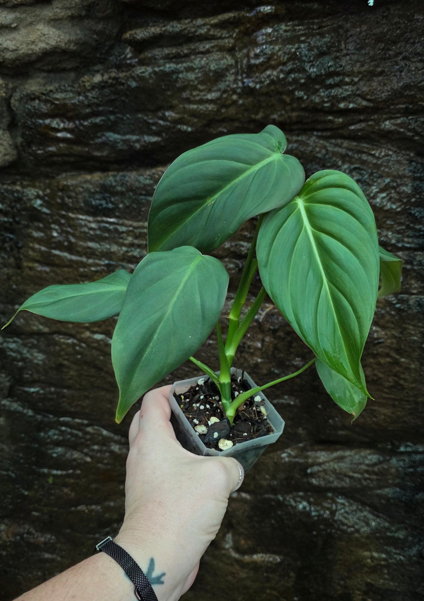 * NEW HYBRID * Philodendron Dean McDowell x Glorious