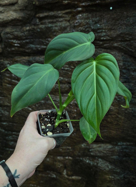 * NEW HYBRID * Philodendron Dean McDowell x Glorious