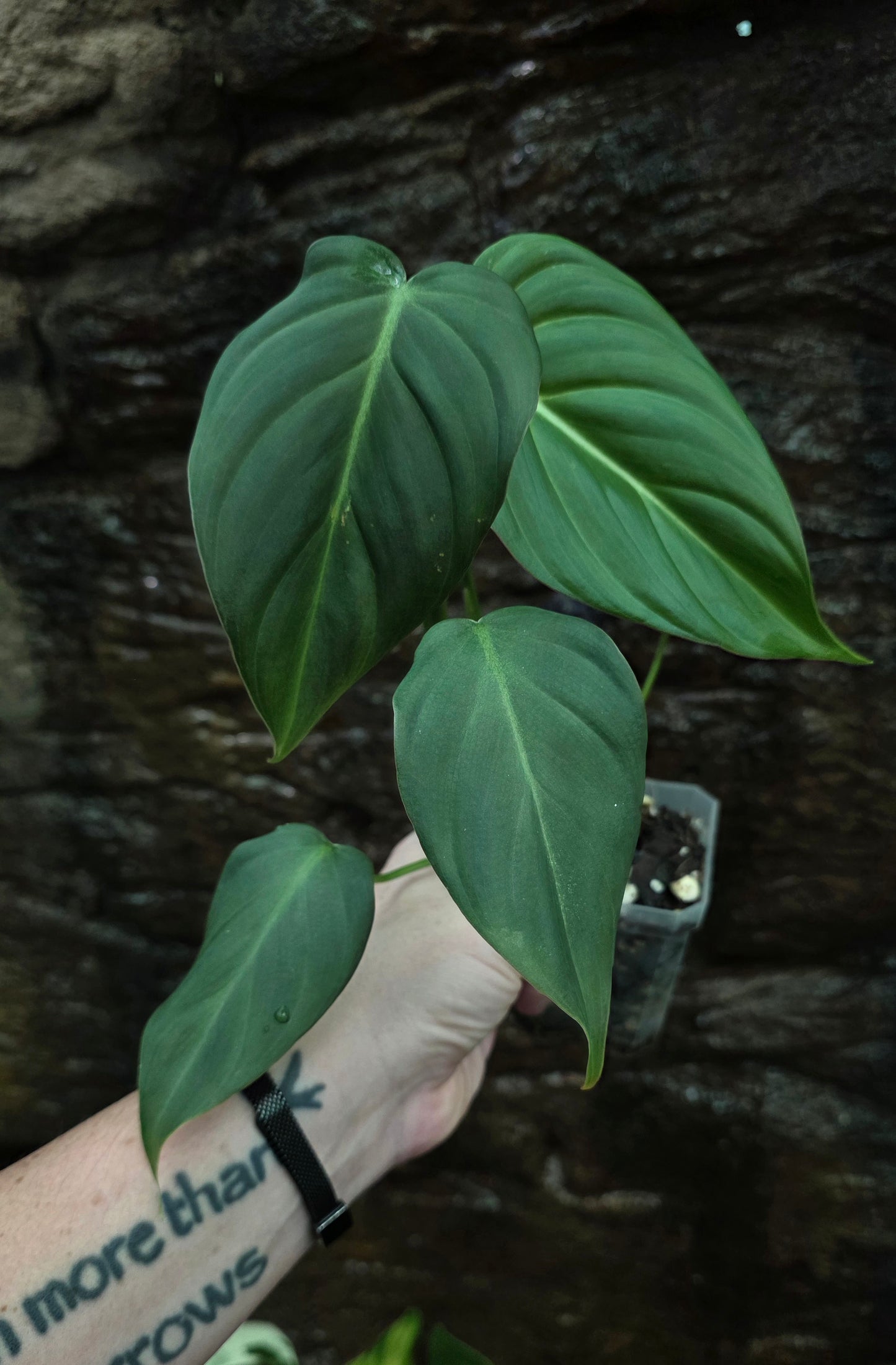 * NEW HYBRID * Philodendron Dean McDowell x Glorious