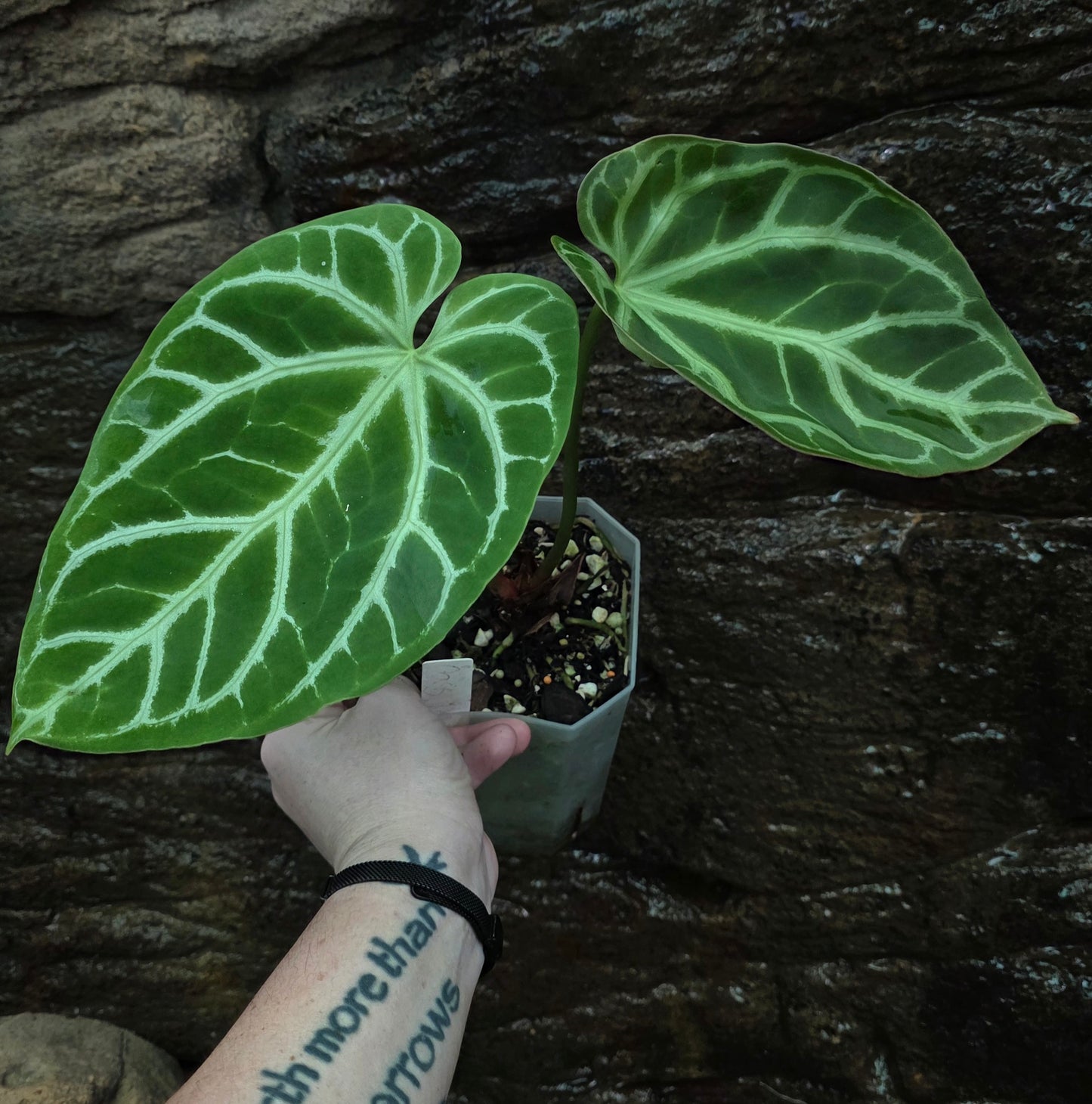 ANTHURIUM Crystallinum "Oasis"