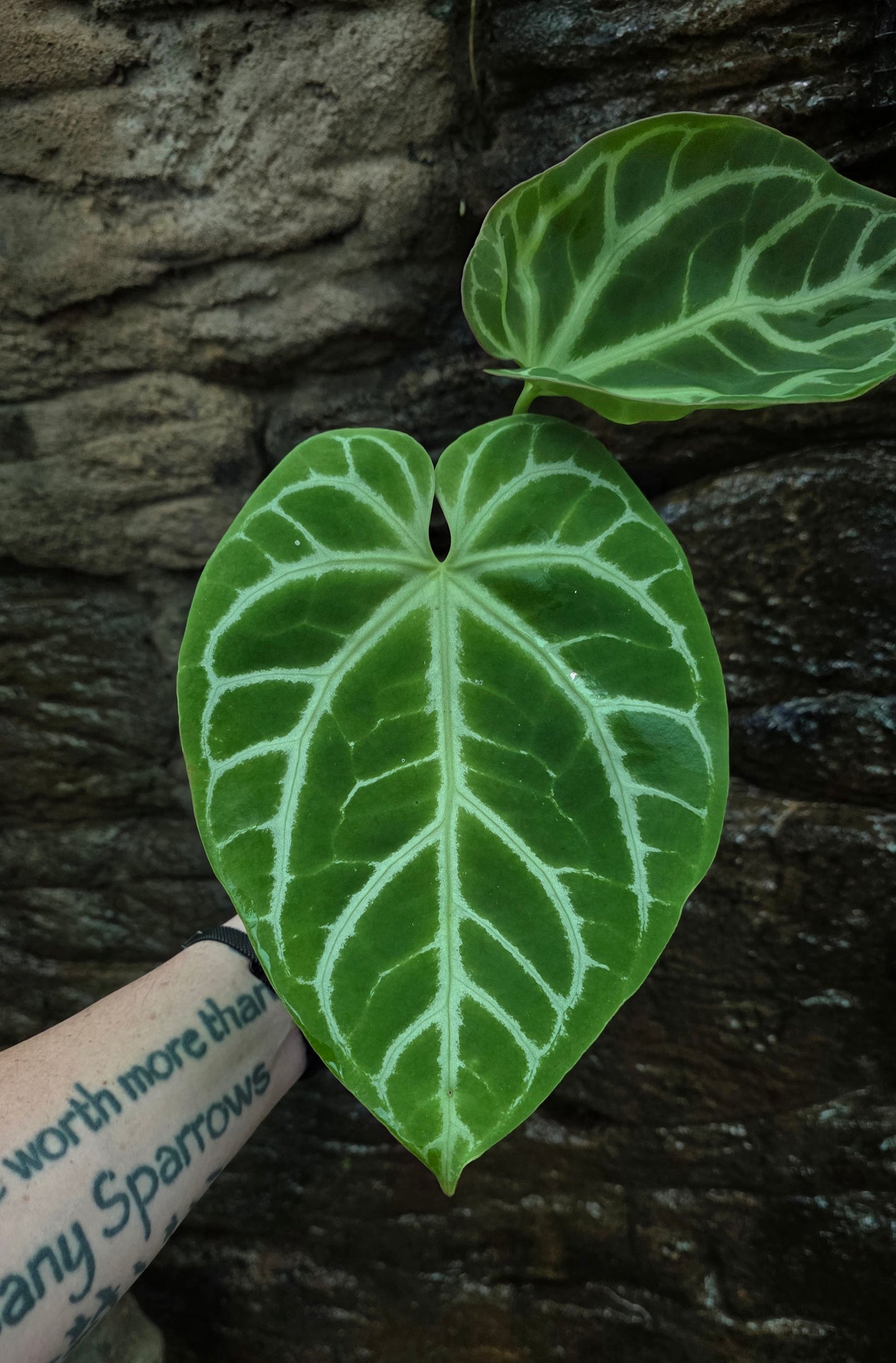 ANTHURIUM Crystallinum "Oasis"