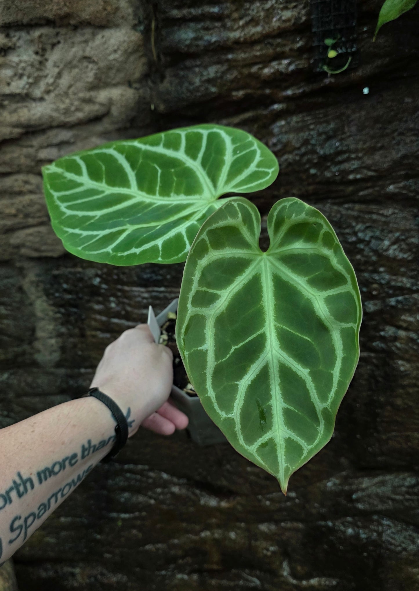 ANTHURIUM Crystallinum "Oasis"