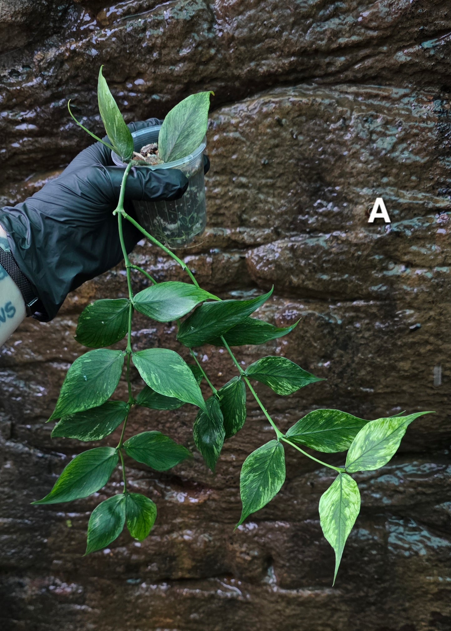 Hoya Polyneura Broget