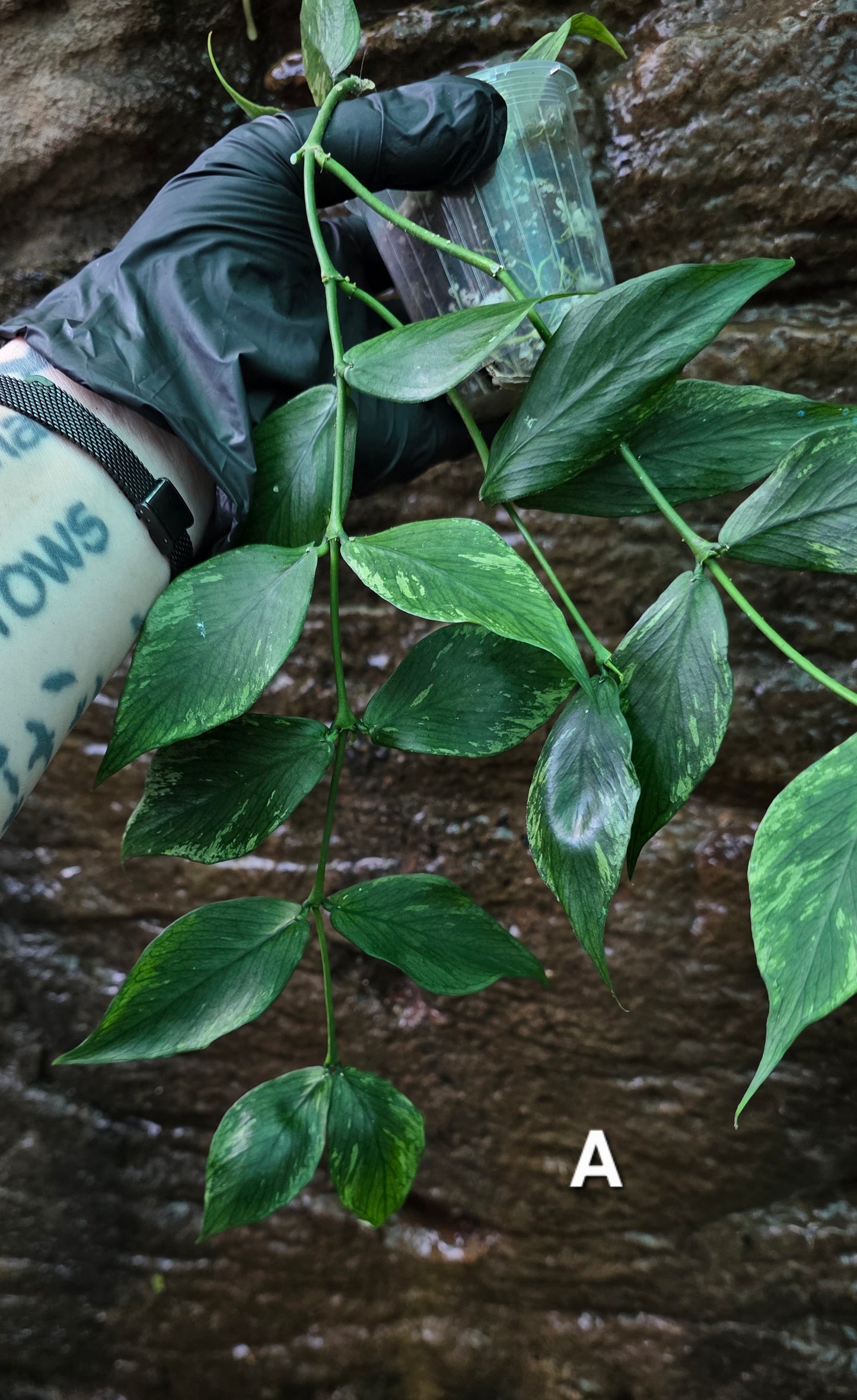 Hoya Polyneura Broget