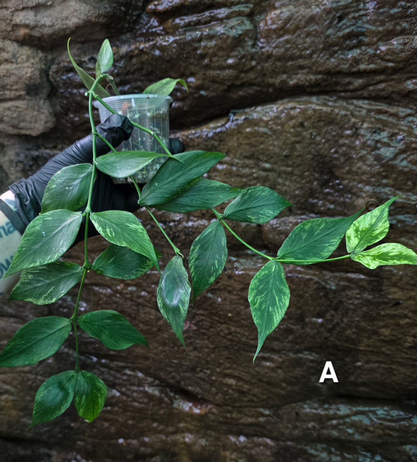 Hoya Polyneura Broget