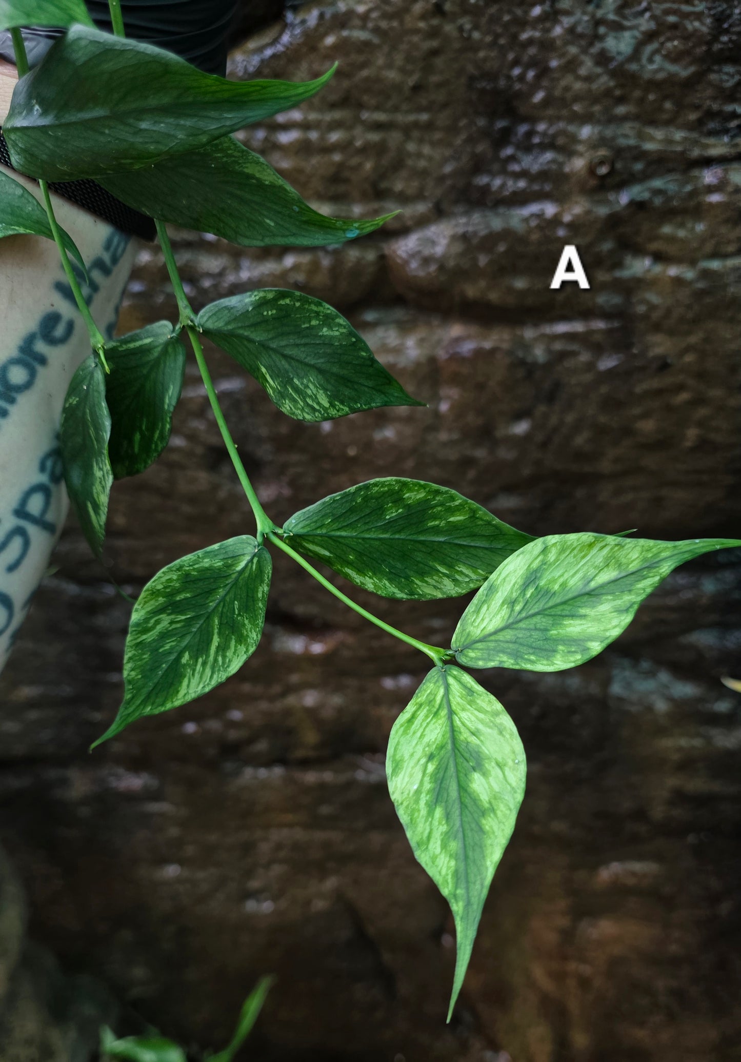 Hoya Polyneura Broget