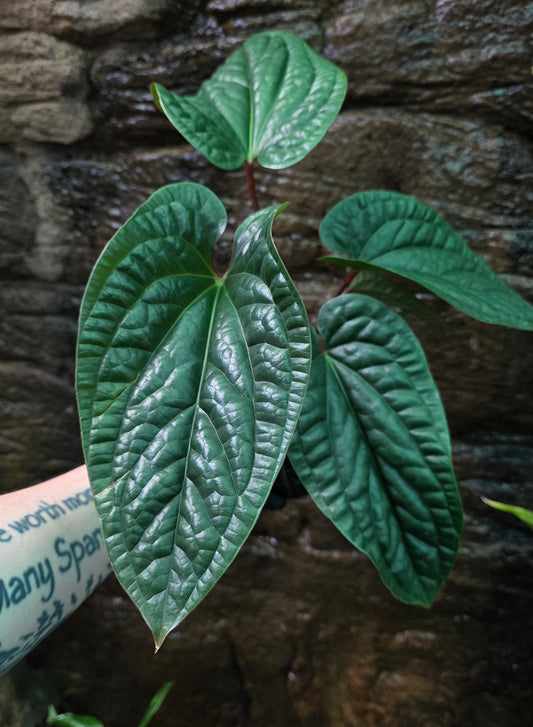 Anthurium Luxurians x Radicans