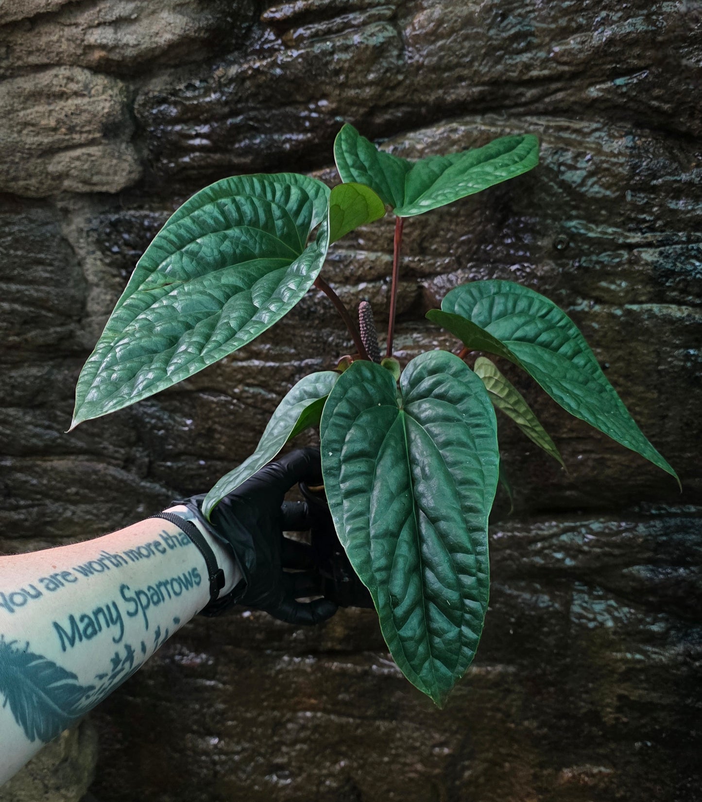 Anthurium Luxurians x Radicans