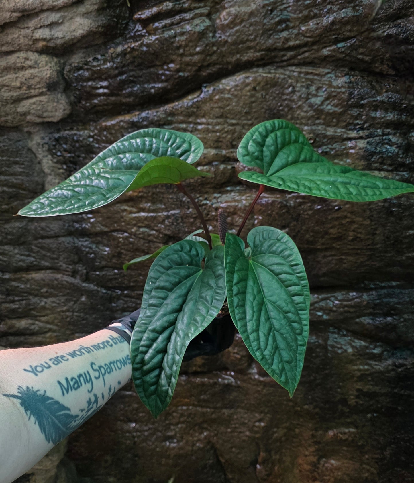 Anthurium Luxurians x Radicans