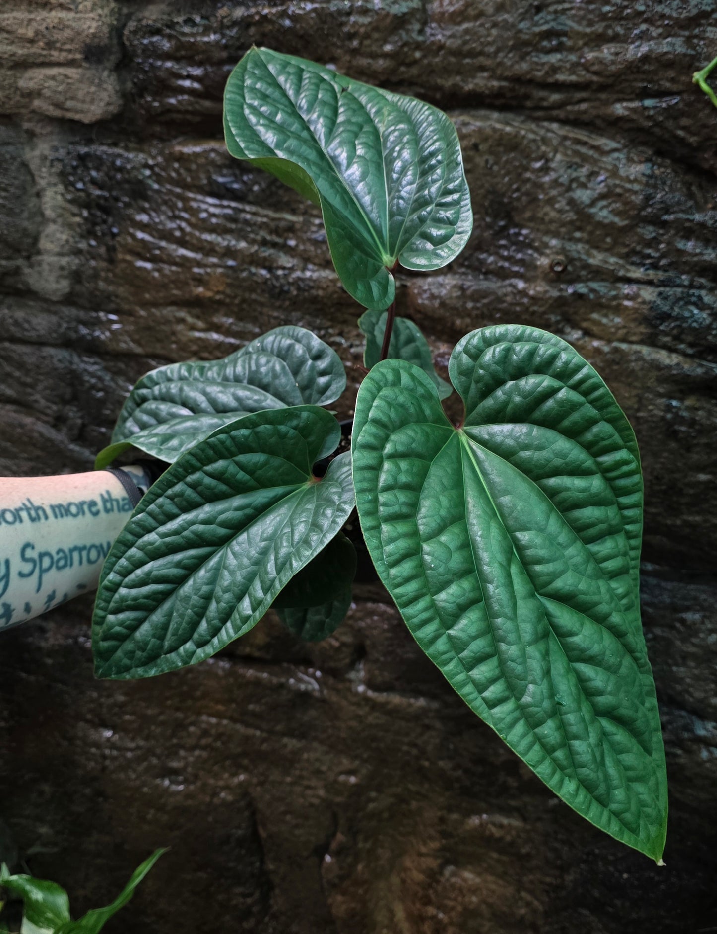 Anthurium Luxurians x Radicans