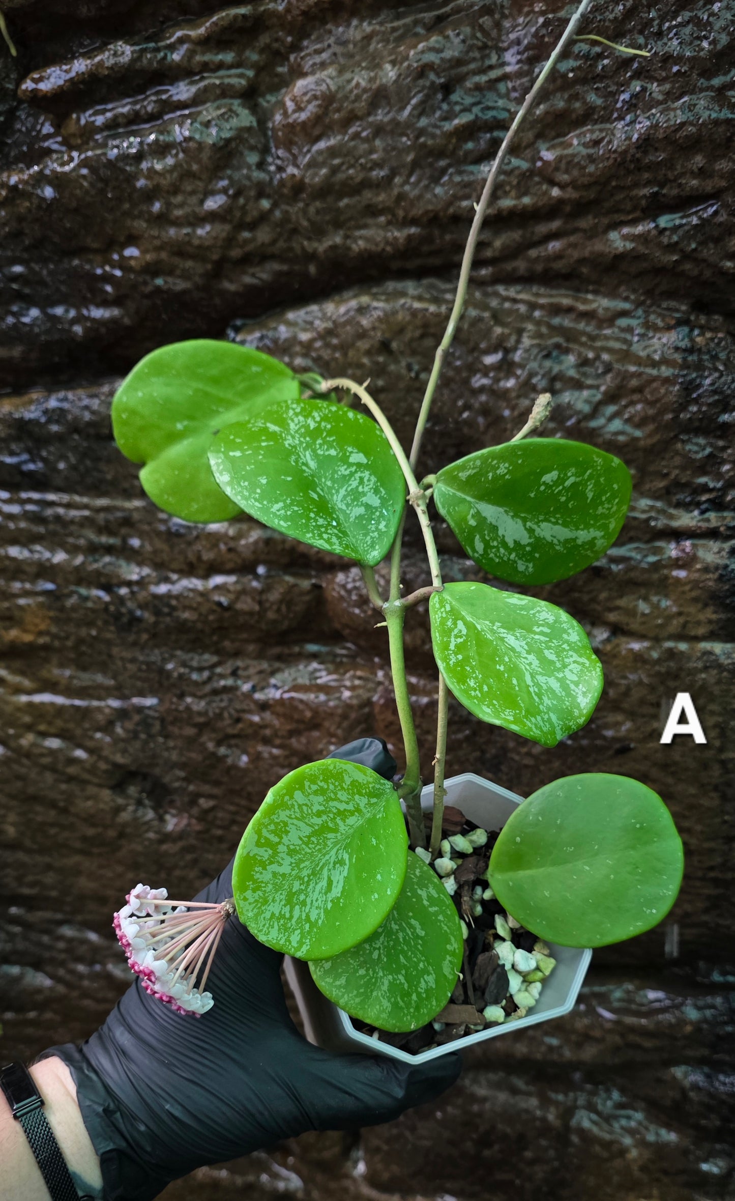 Hoya Obovata Splash