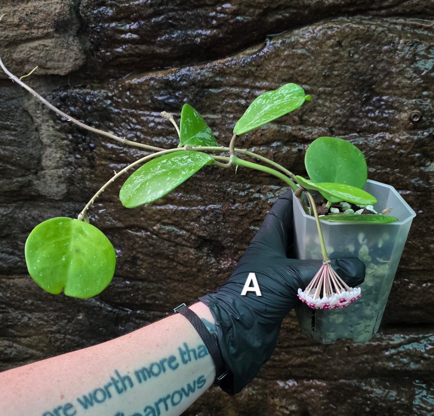 Hoya Obovata Splash