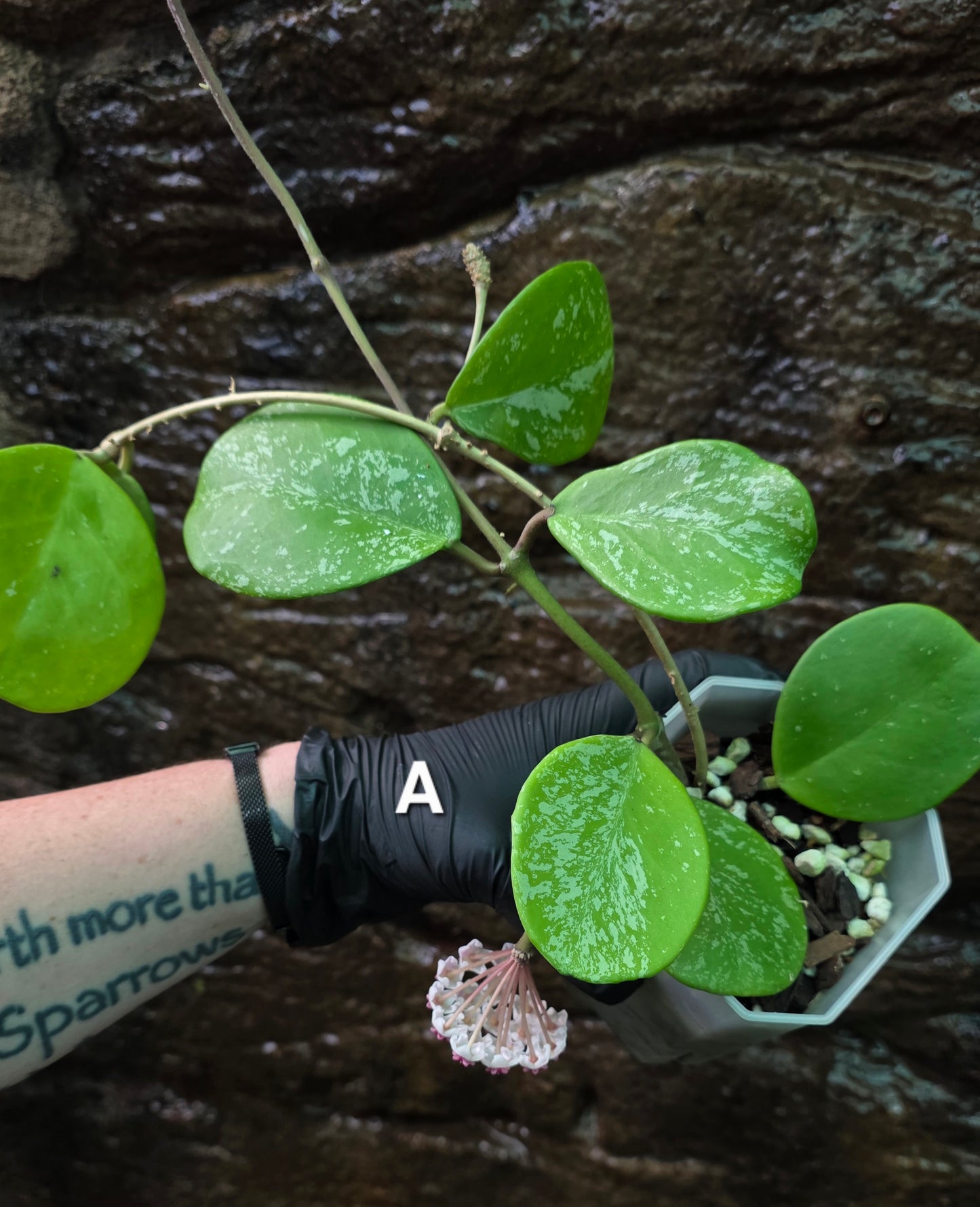 Hoya Obovata Splash
