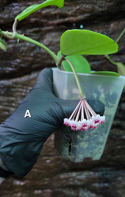 Hoya Obovata Splash