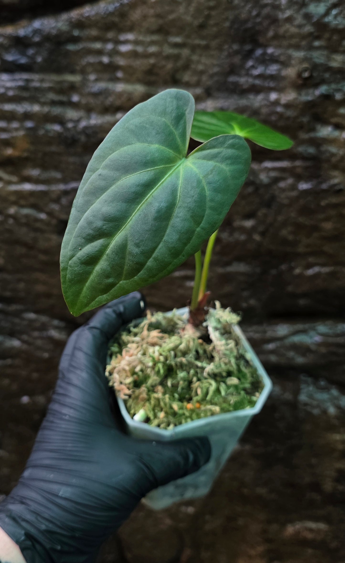 ANTHURIUM Garden velvet x Midnight Velvet