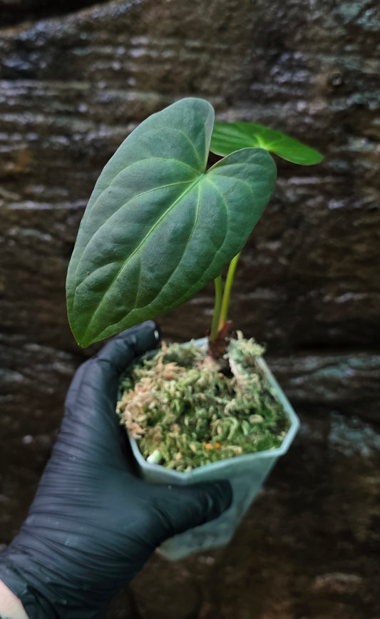 ANTHURIUM Garden velvet x Midnight Velvet