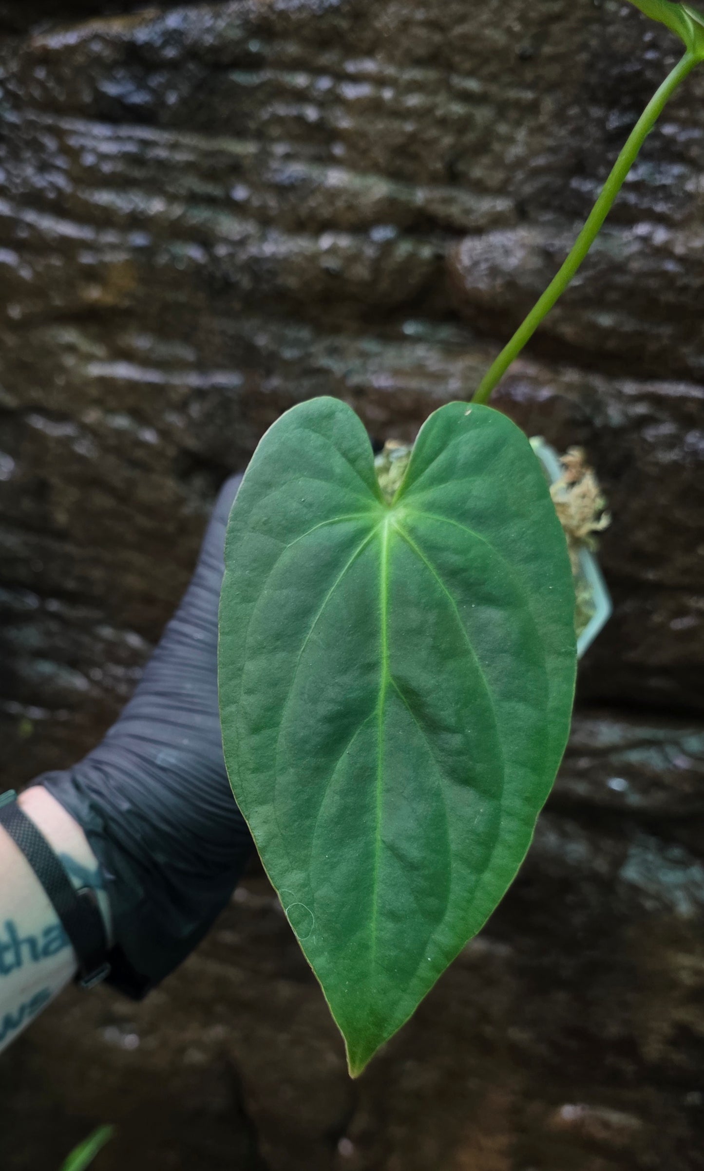 ANTHURIUM Garden velvet x Midnight Velvet