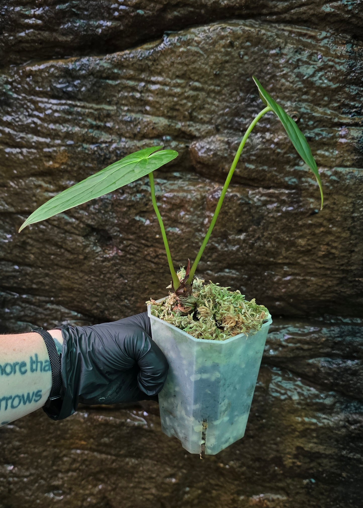 ANTHURIUM Garden velvet x Midnight Velvet