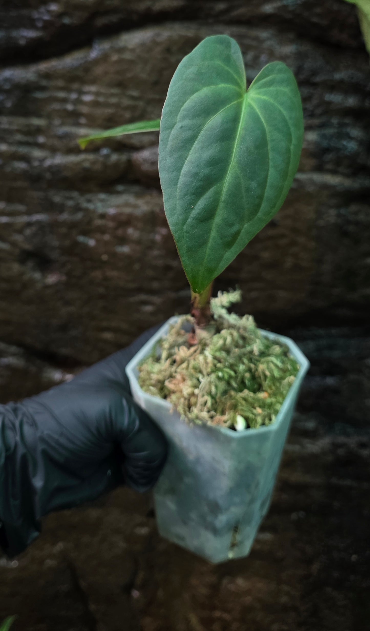 ANTHURIUM Garden velvet x Midnight Velvet