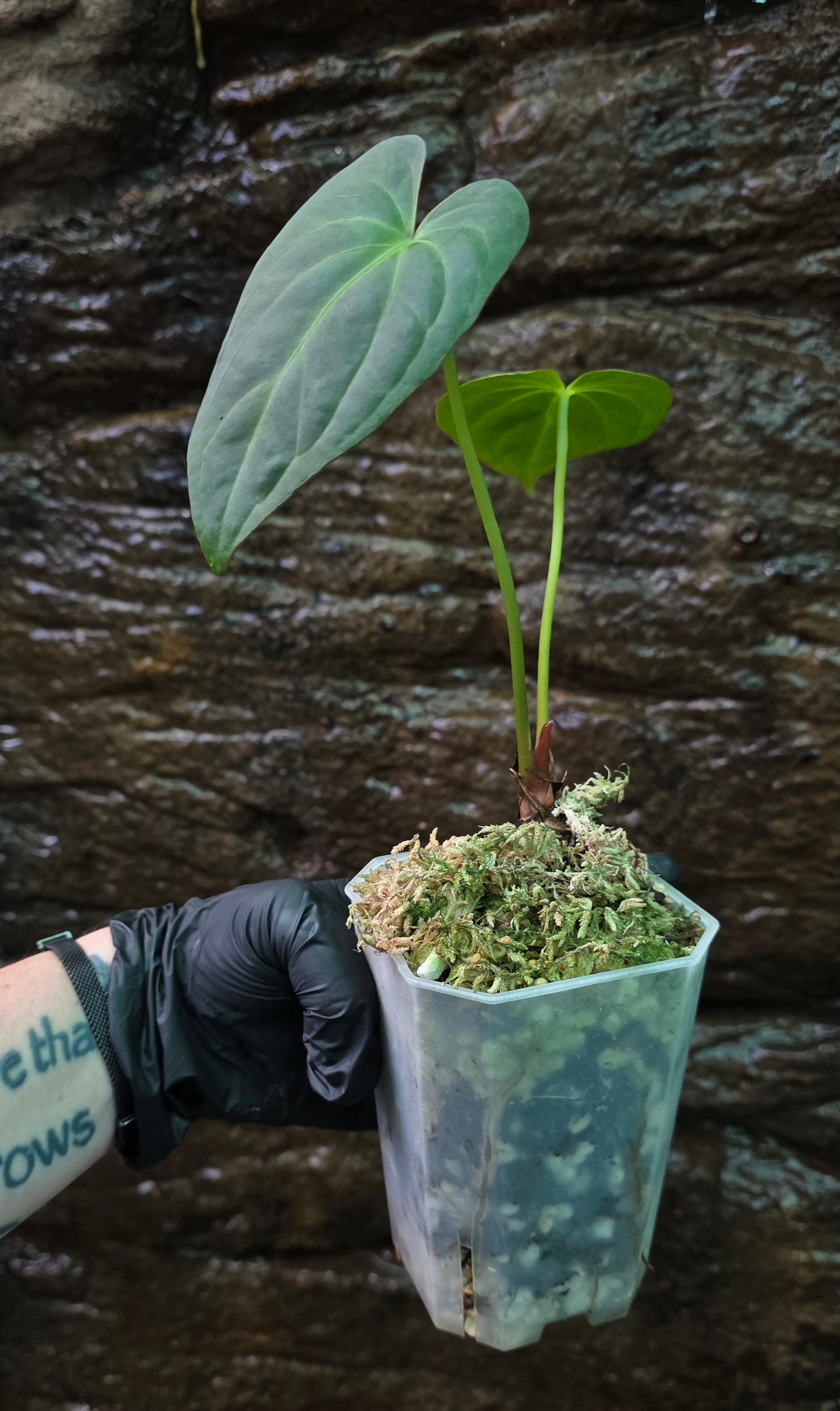 ANTHURIUM Garden velvet x Midnight Velvet