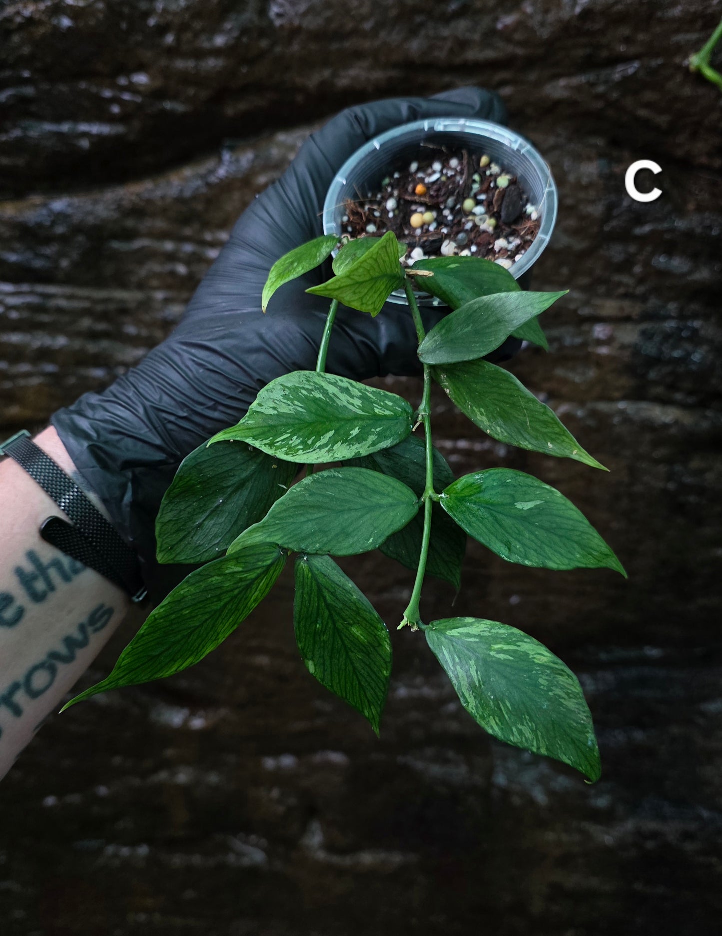 Hoya Polyneura Broget