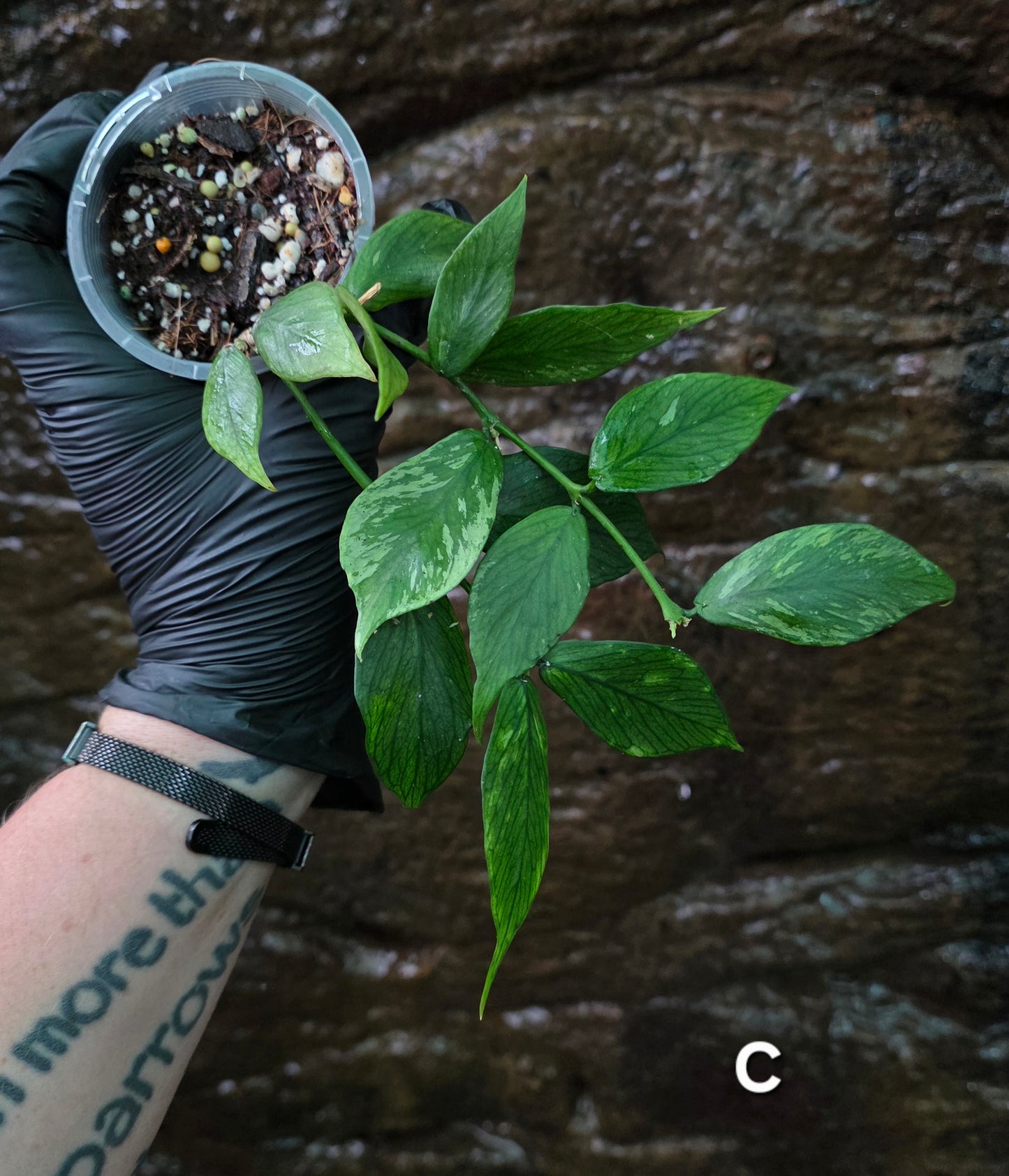 Hoya Polyneura Broget