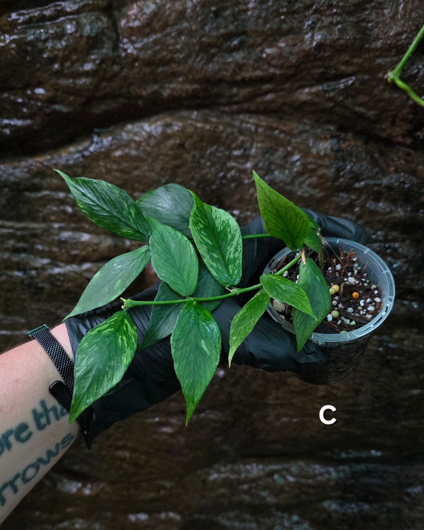 Hoya Polyneura Broget