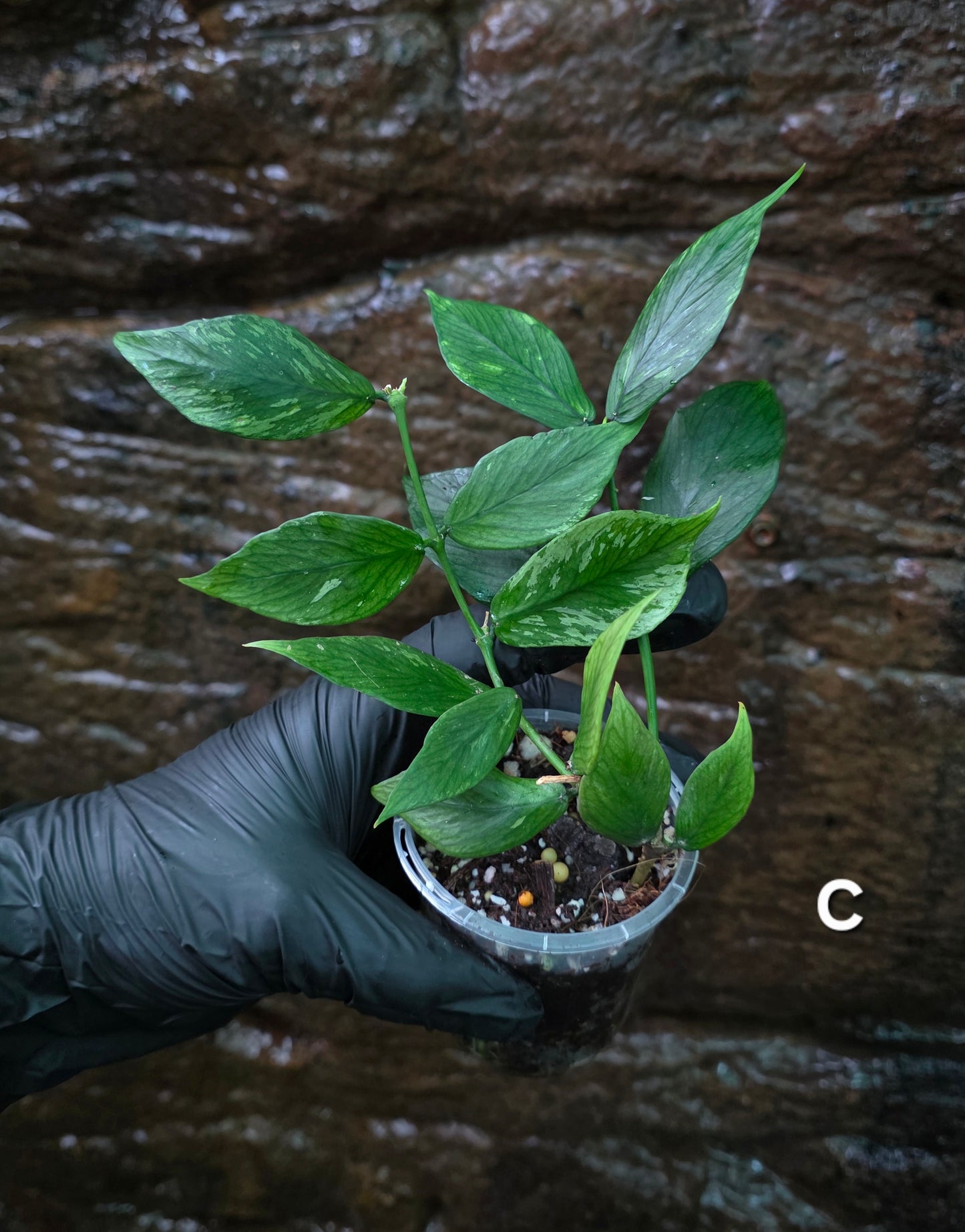 Hoya Polyneura Broget