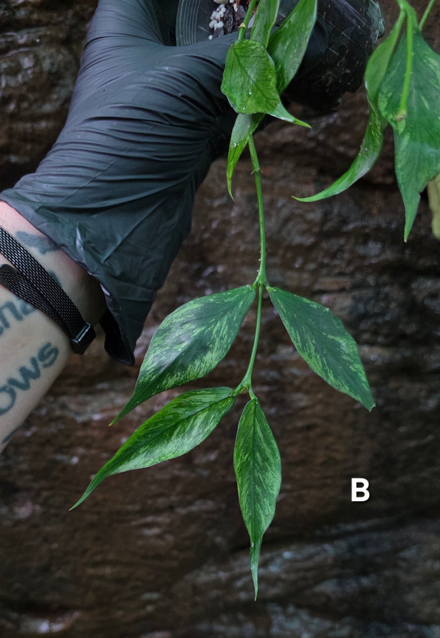 Hoya Polyneura Broget