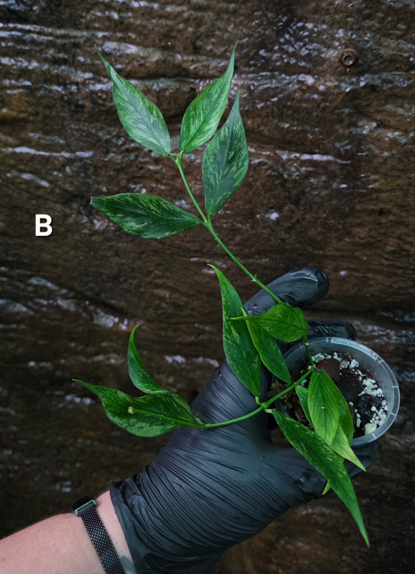 Hoya Polyneura Broget