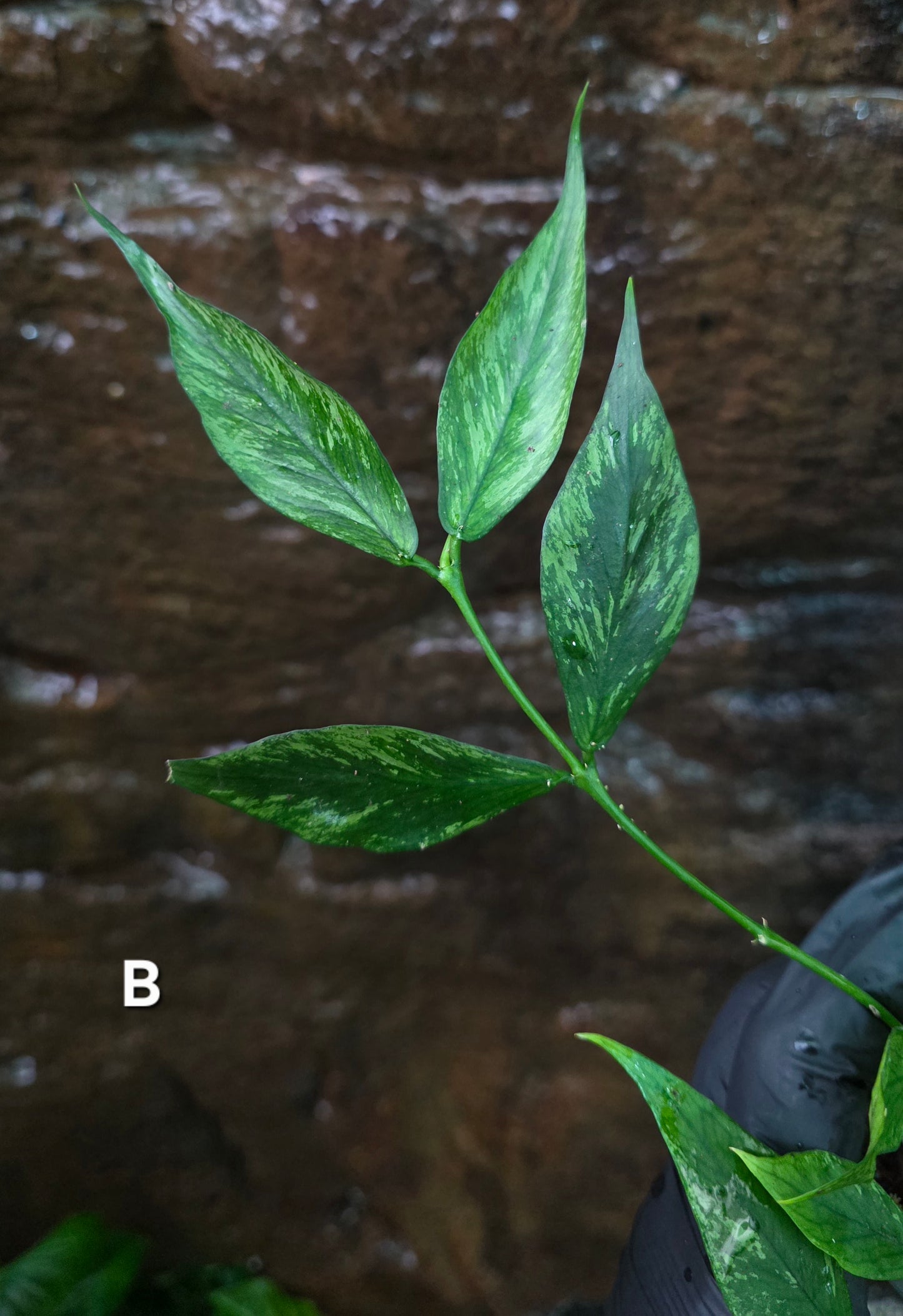 Hoya Polyneura Broget