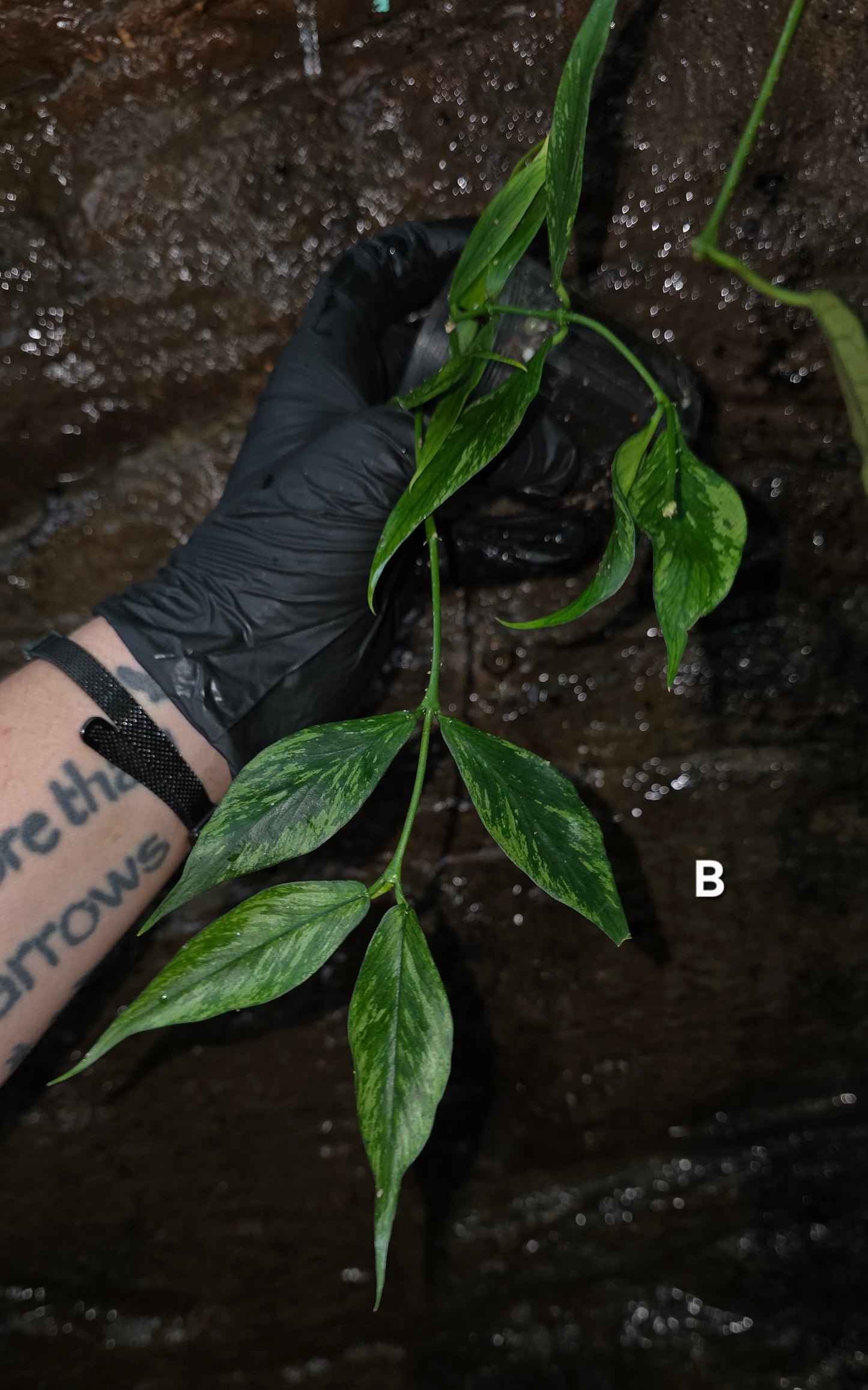 Hoya Polyneura Broget