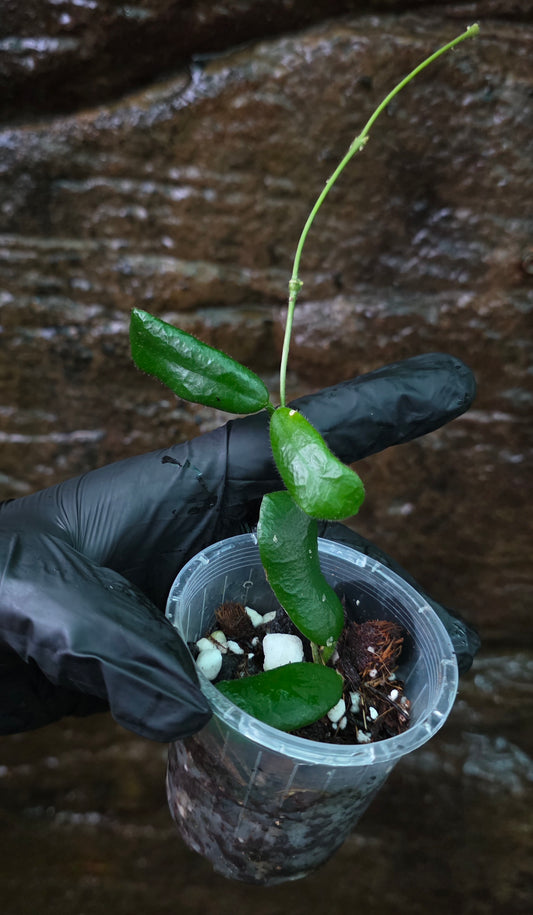 Hoya Rotundiflora