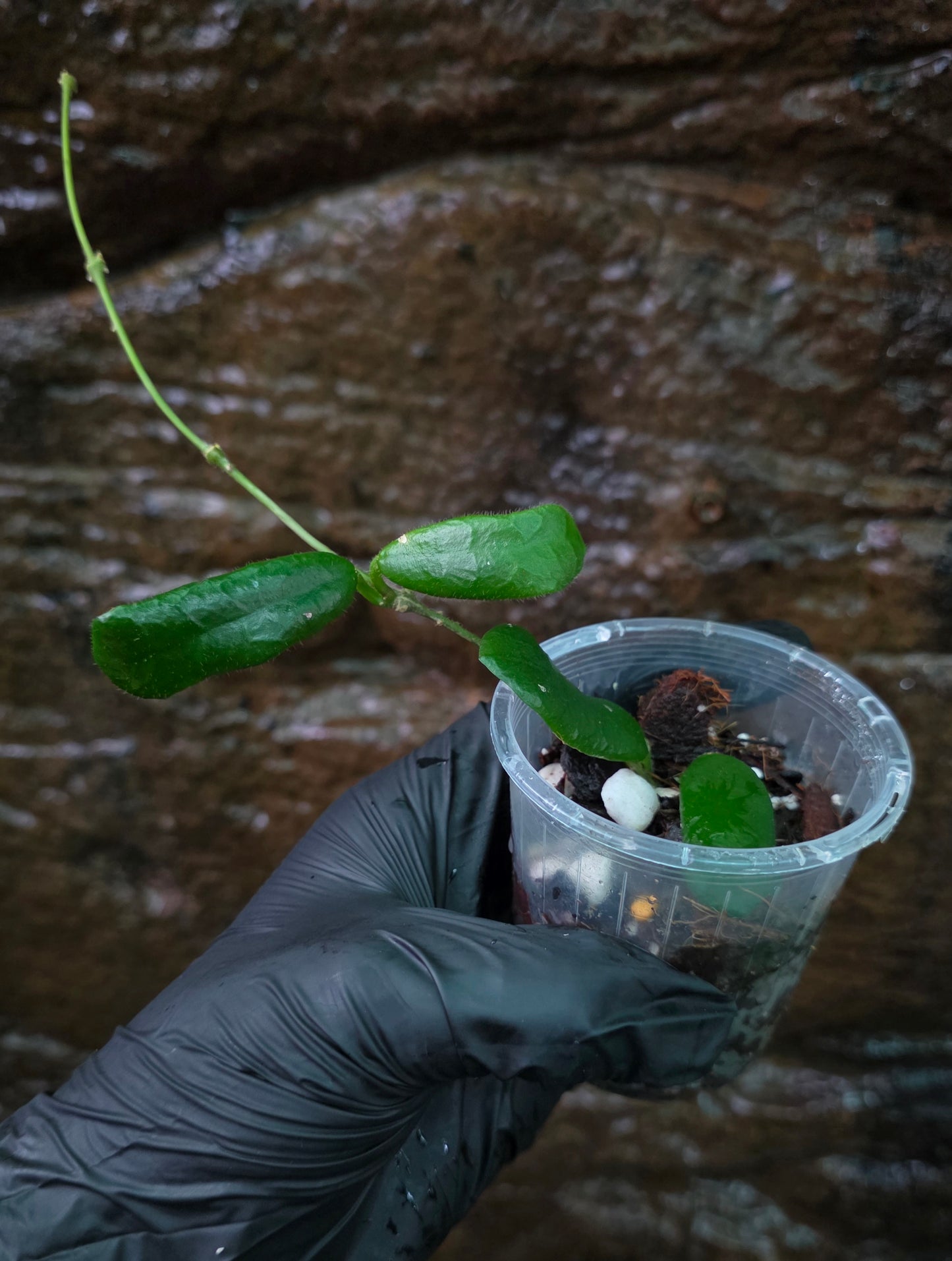 Hoya Rotundiflora