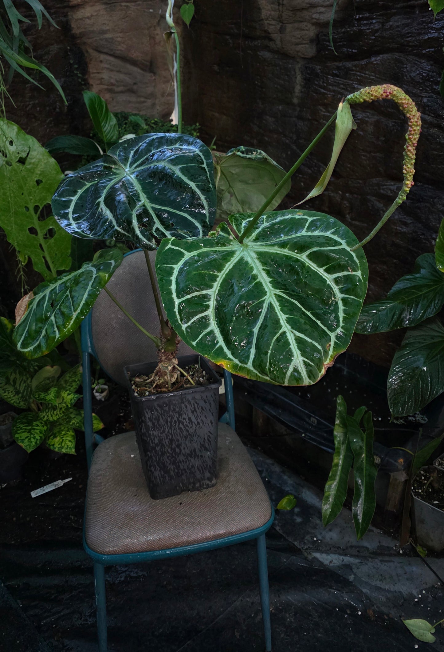 HUGE ANTHURIUM Big Vein Chubby Crystallinum