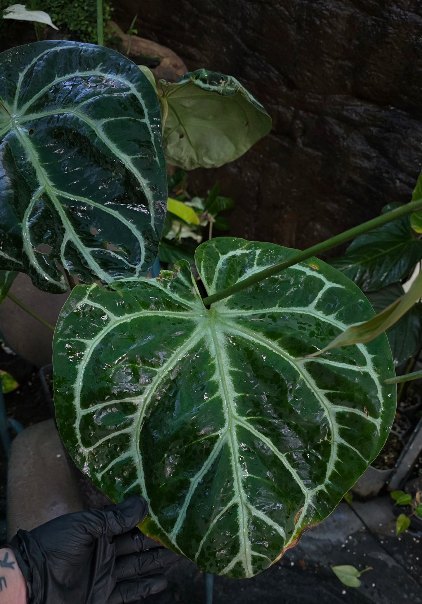 HUGE ANTHURIUM Big Vein Chubby Crystallinum