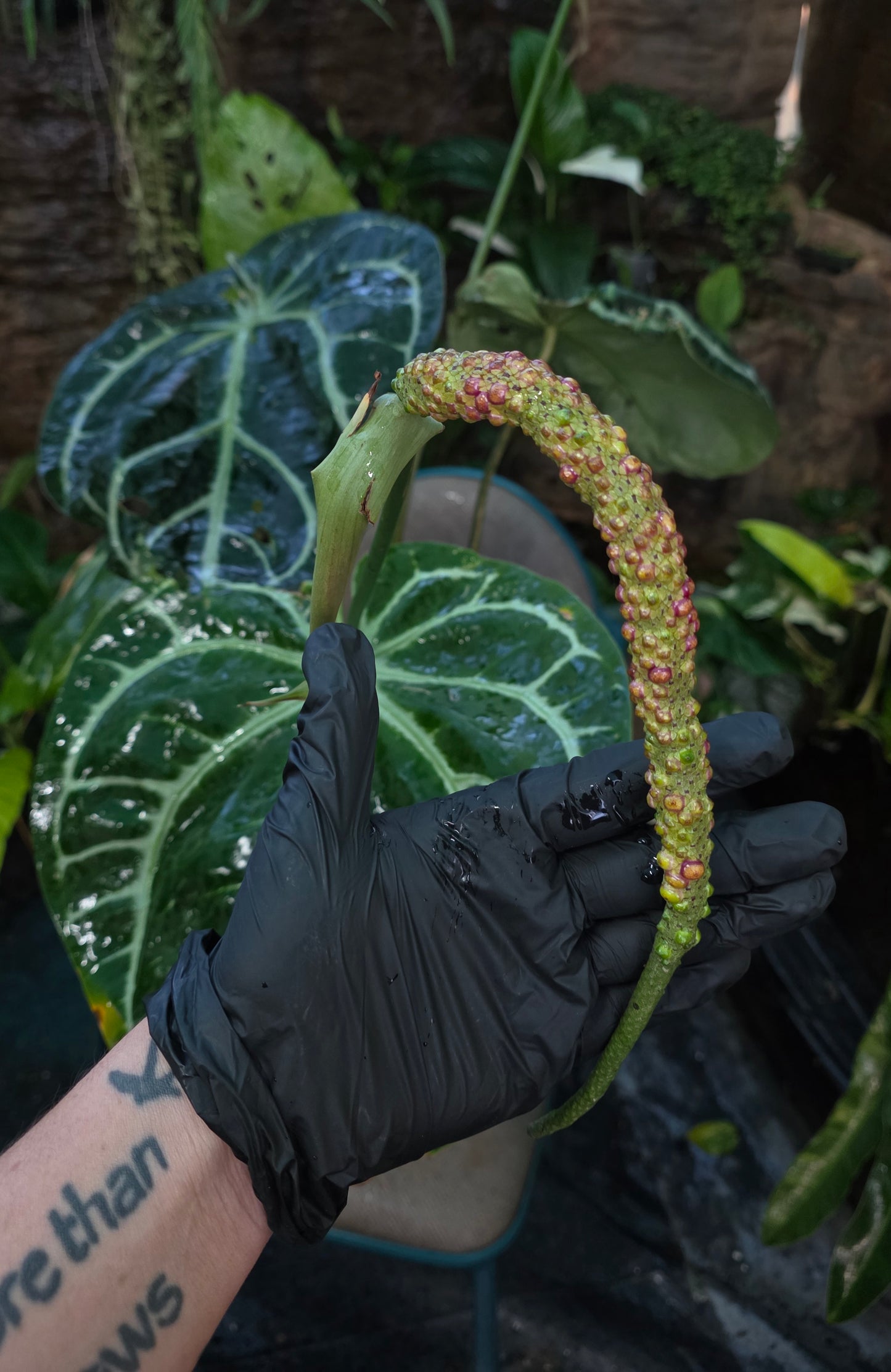 HUGE ANTHURIUM Big Vein Chubby Crystallinum