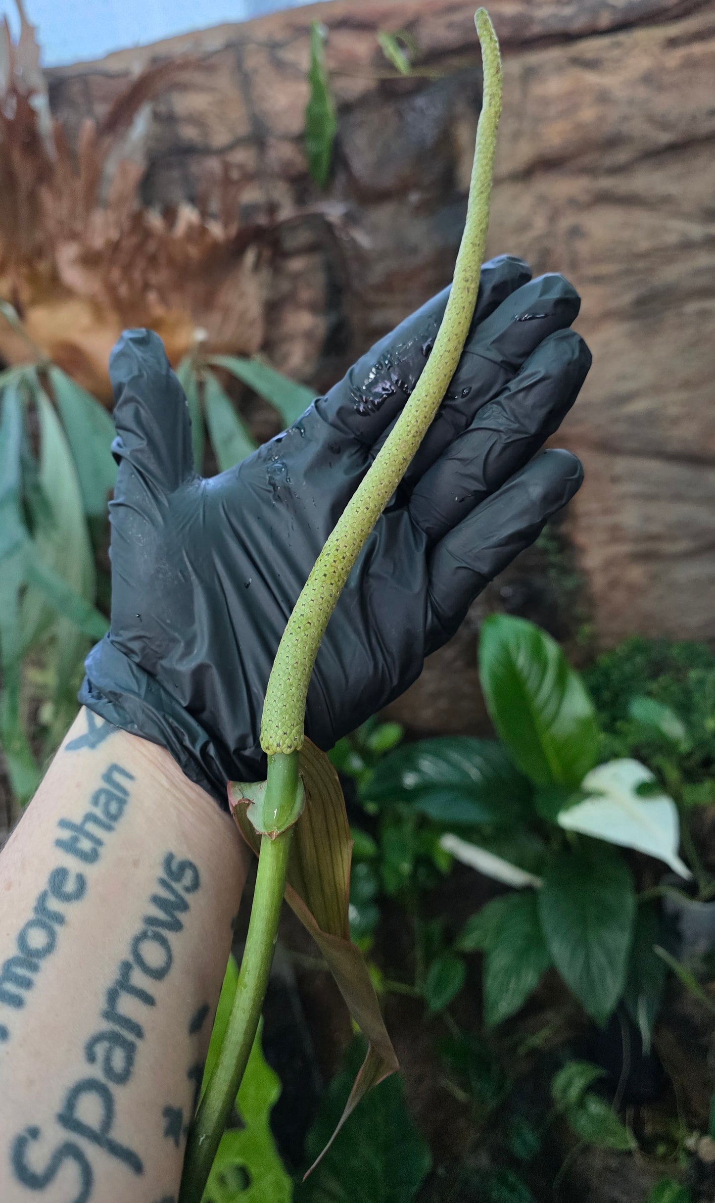 HUGE ANTHURIUM Big Vein Chubby Crystallinum