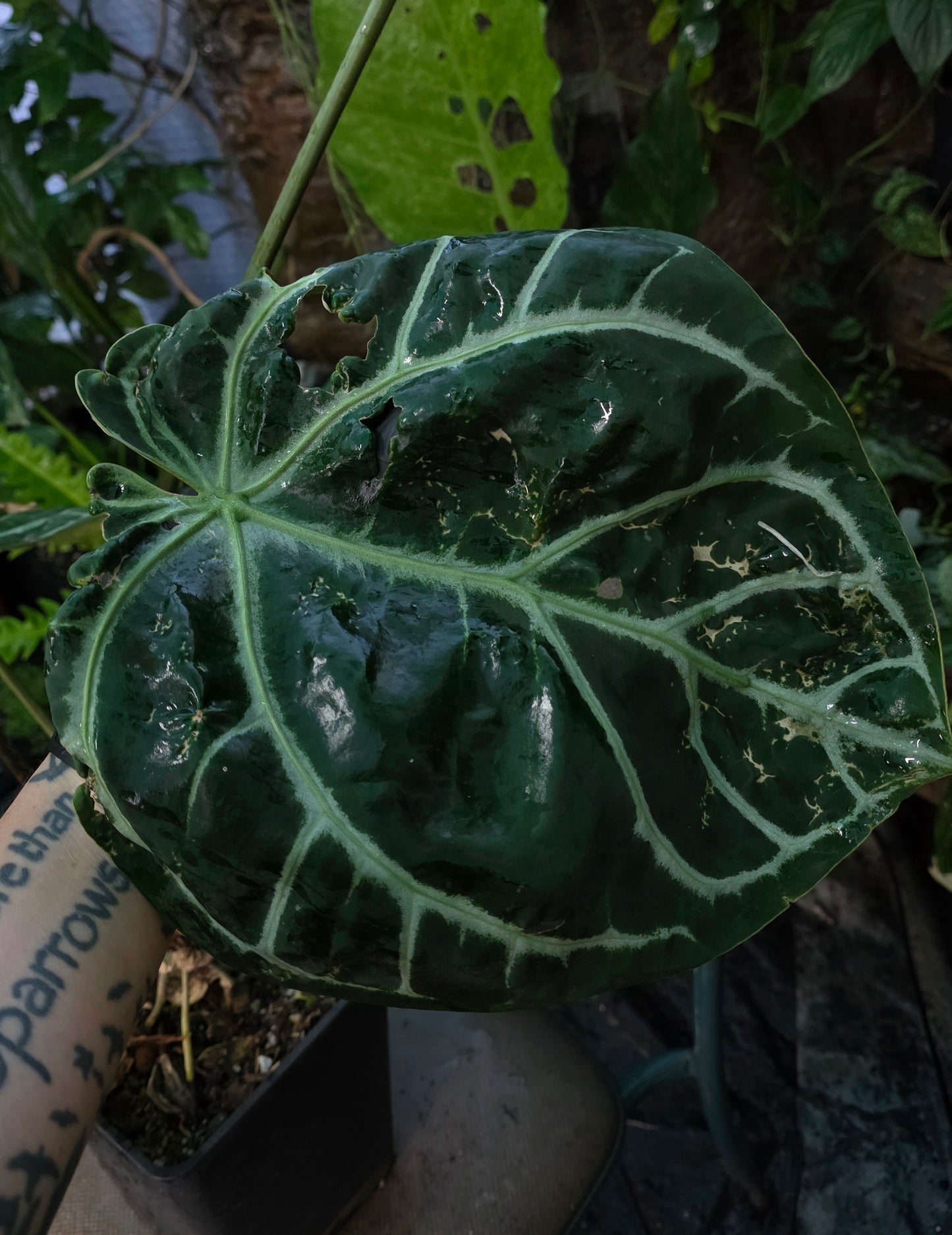 HUGE ANTHURIUM Big Vein Chubby Crystallinum