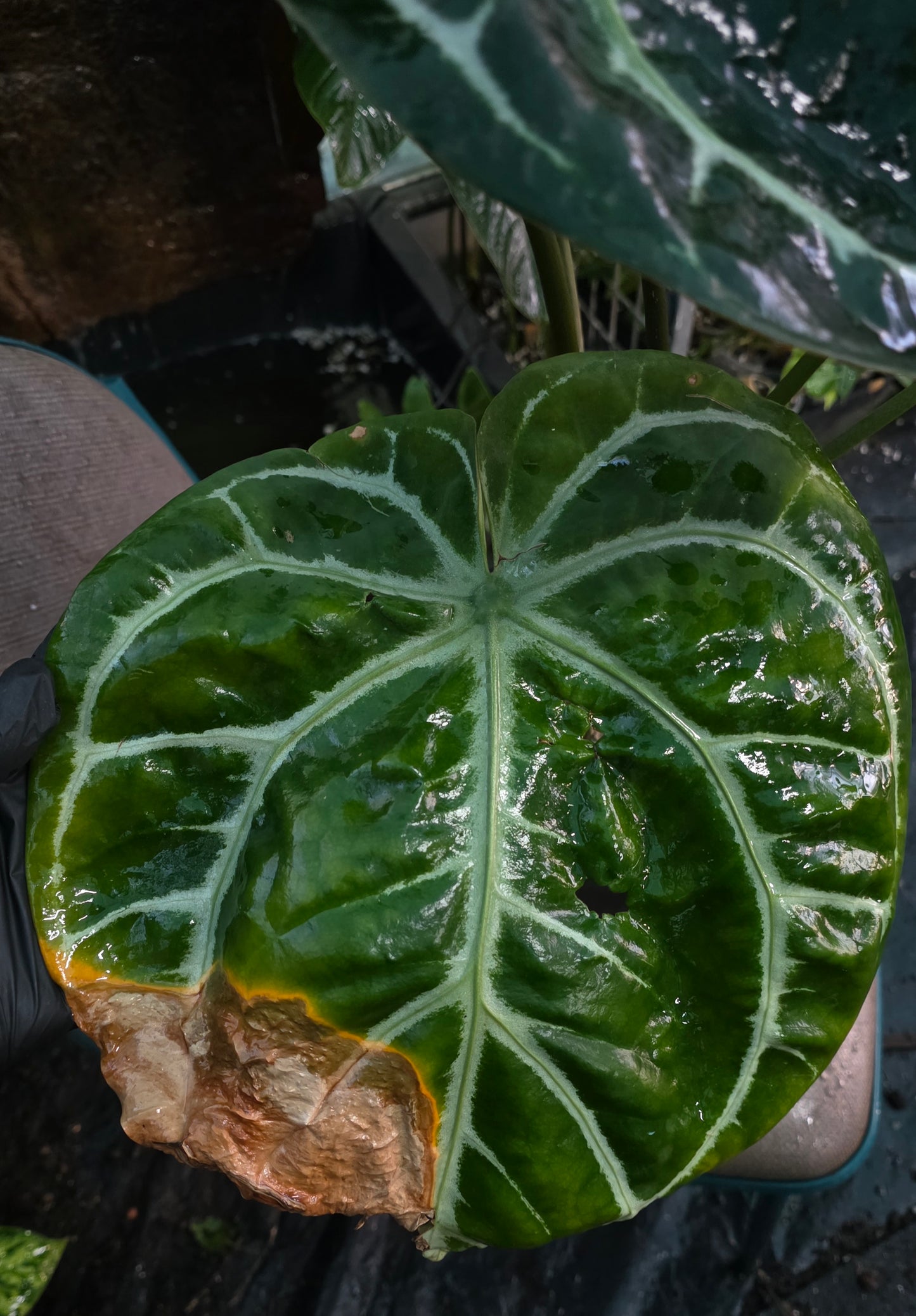 HUGE ANTHURIUM Big Vein Chubby Crystallinum