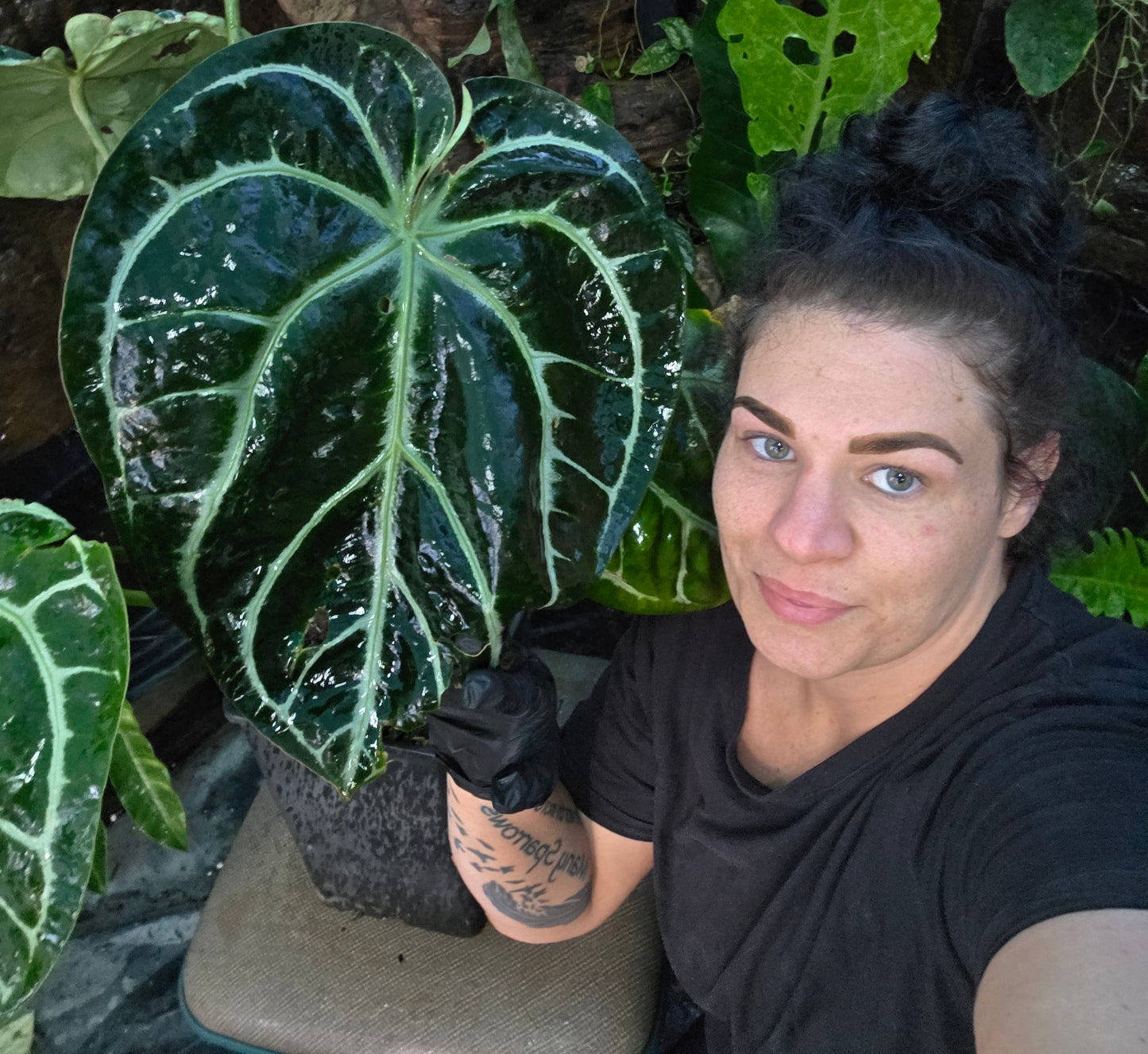 HUGE ANTHURIUM Big Vein Chubby Crystallinum