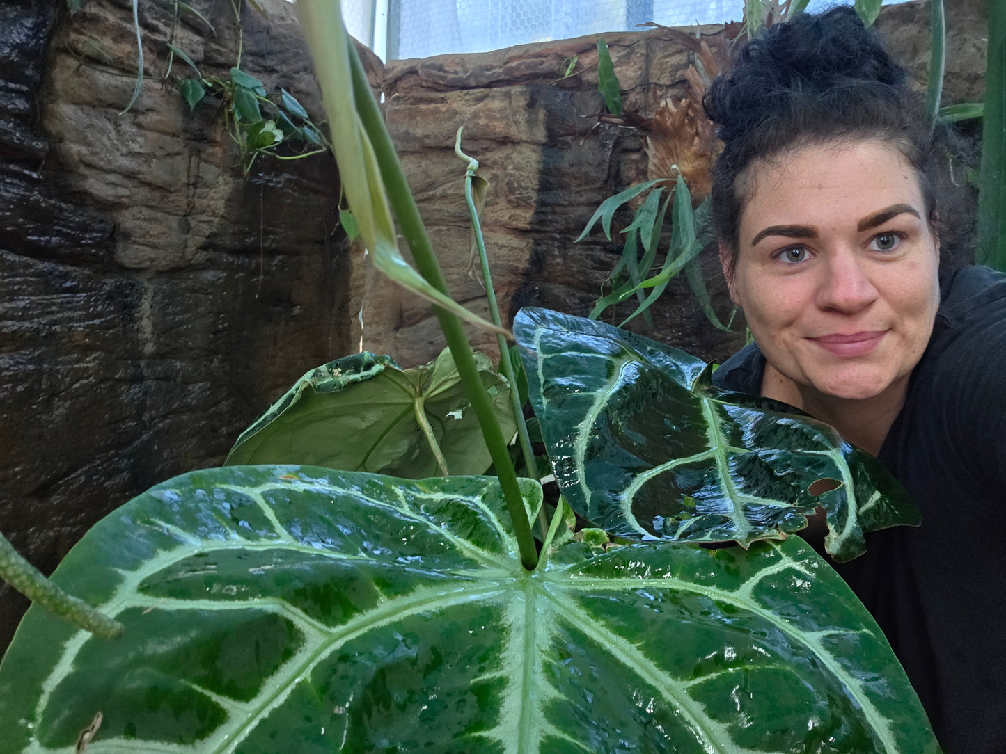 HUGE ANTHURIUM Big Vein Chubby Crystallinum