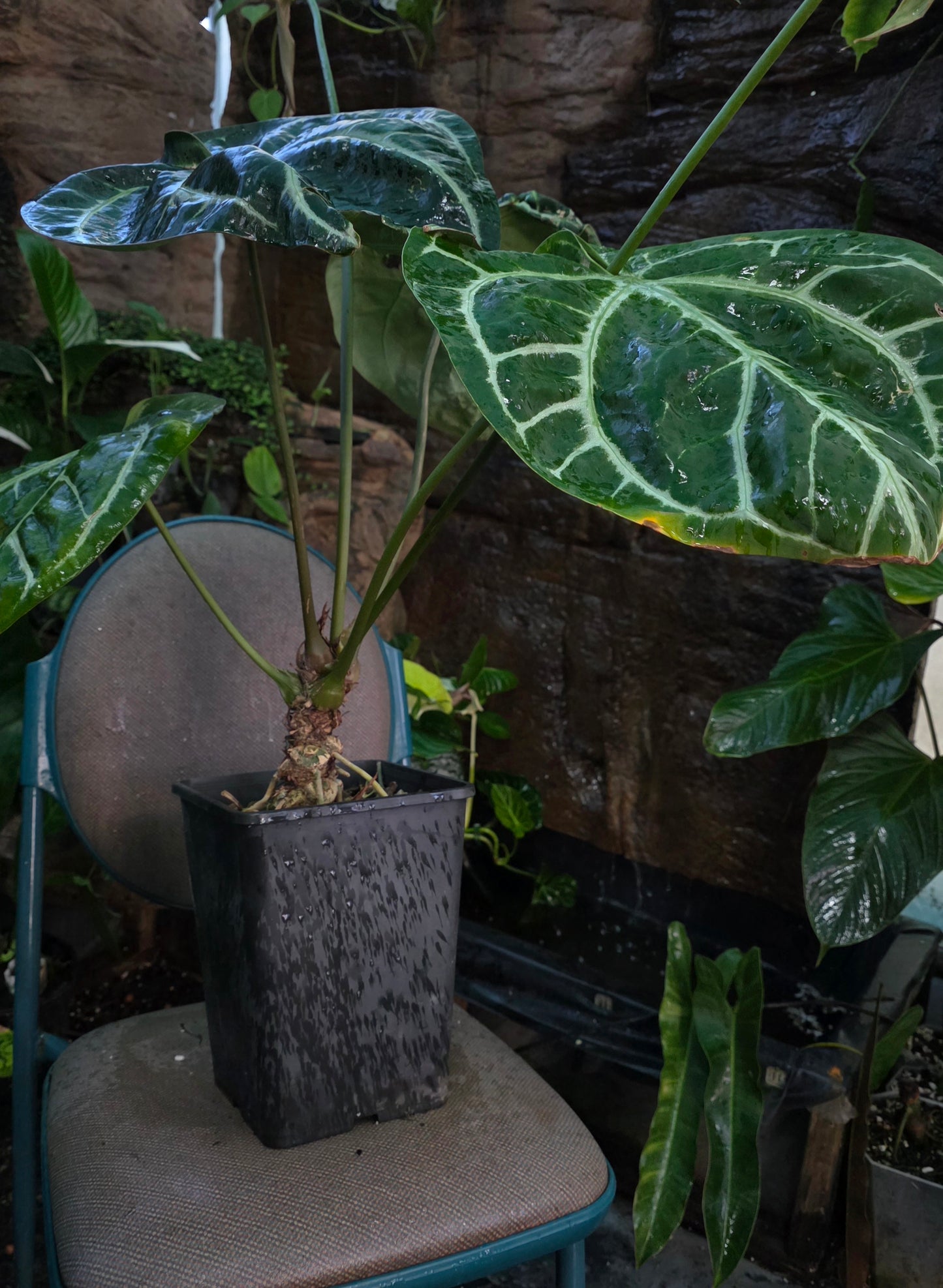 HUGE ANTHURIUM Big Vein Chubby Crystallinum
