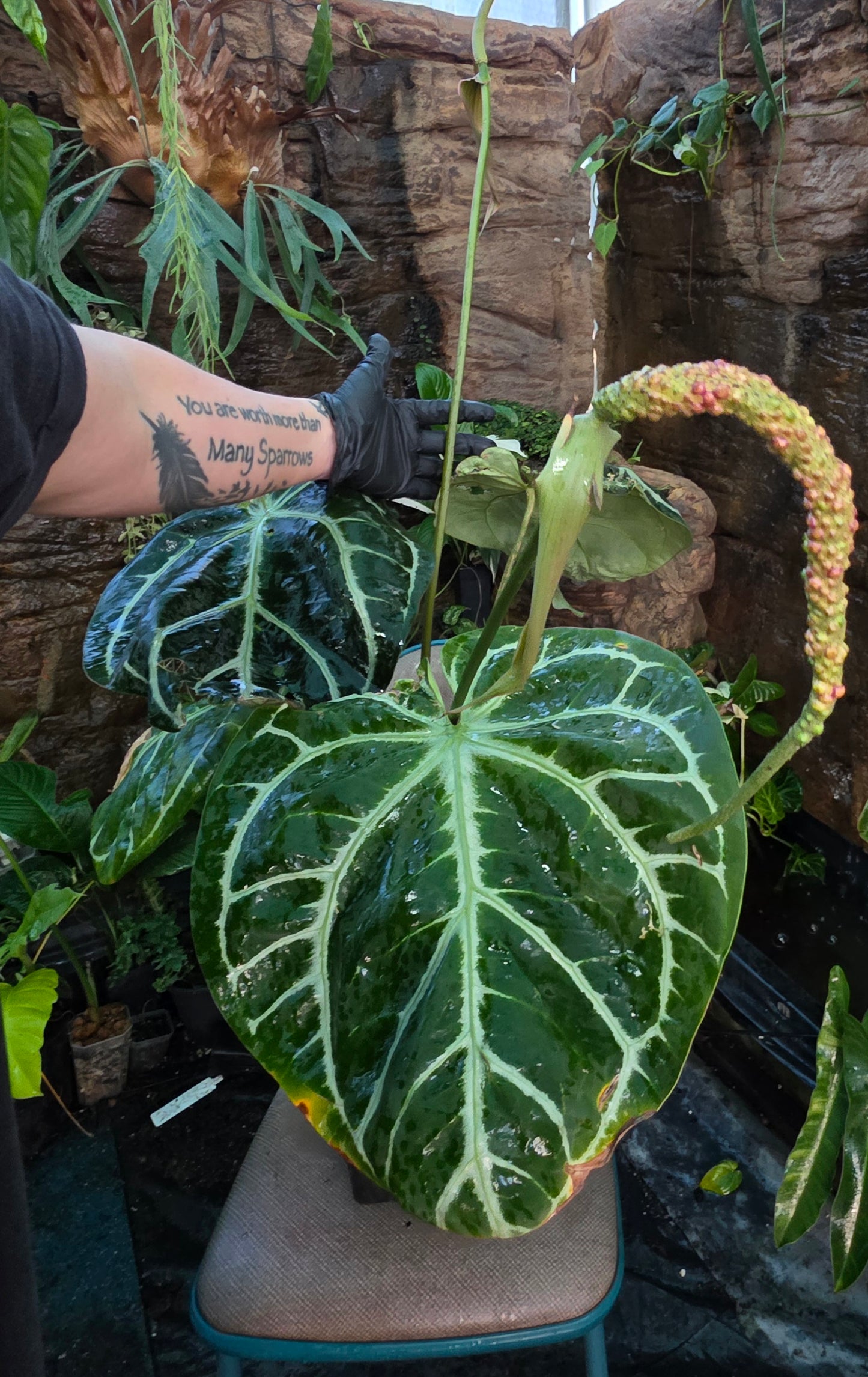 HUGE ANTHURIUM Big Vein Chubby Crystallinum