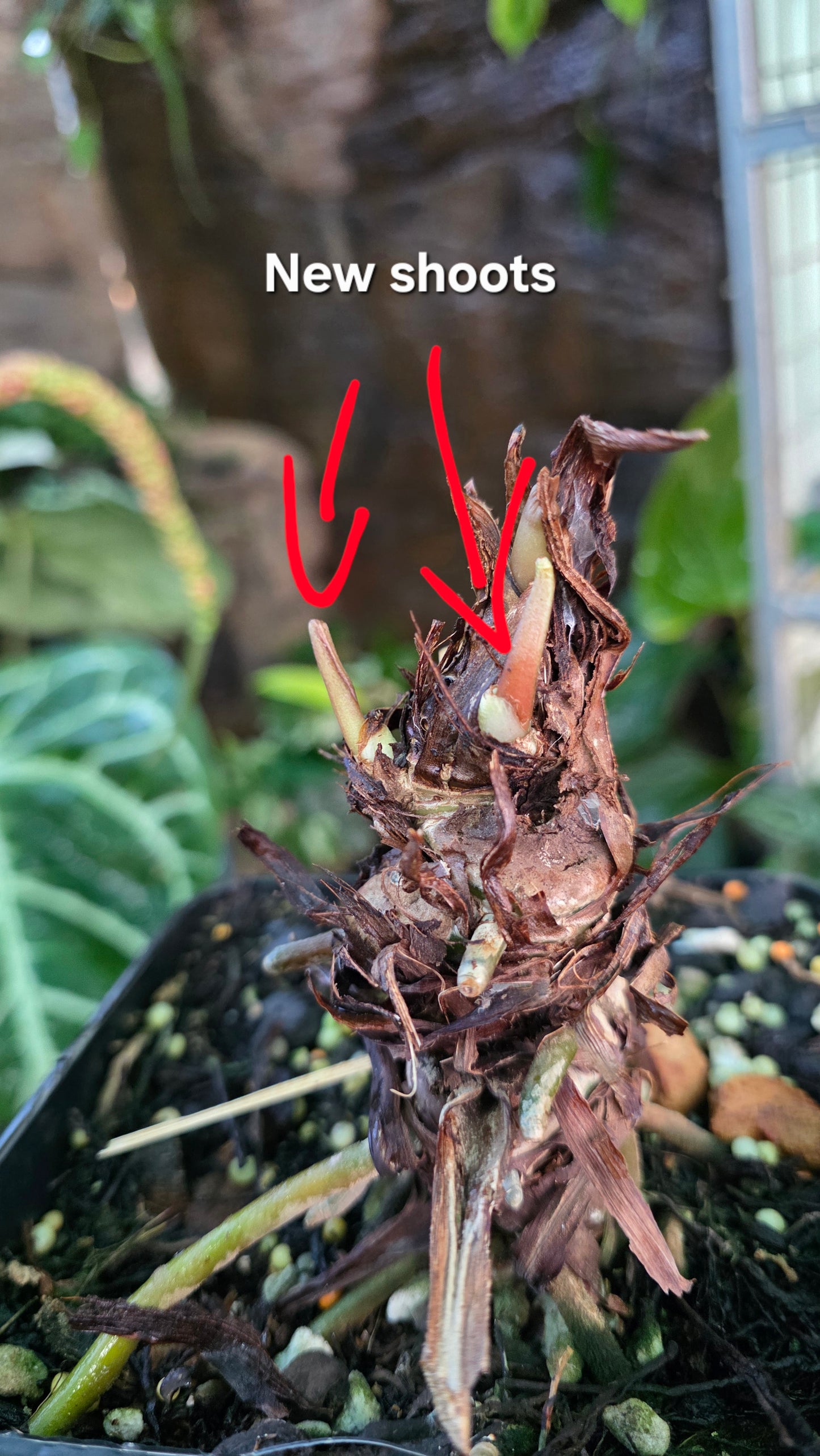 ANTHURIUM Black BEAUTY